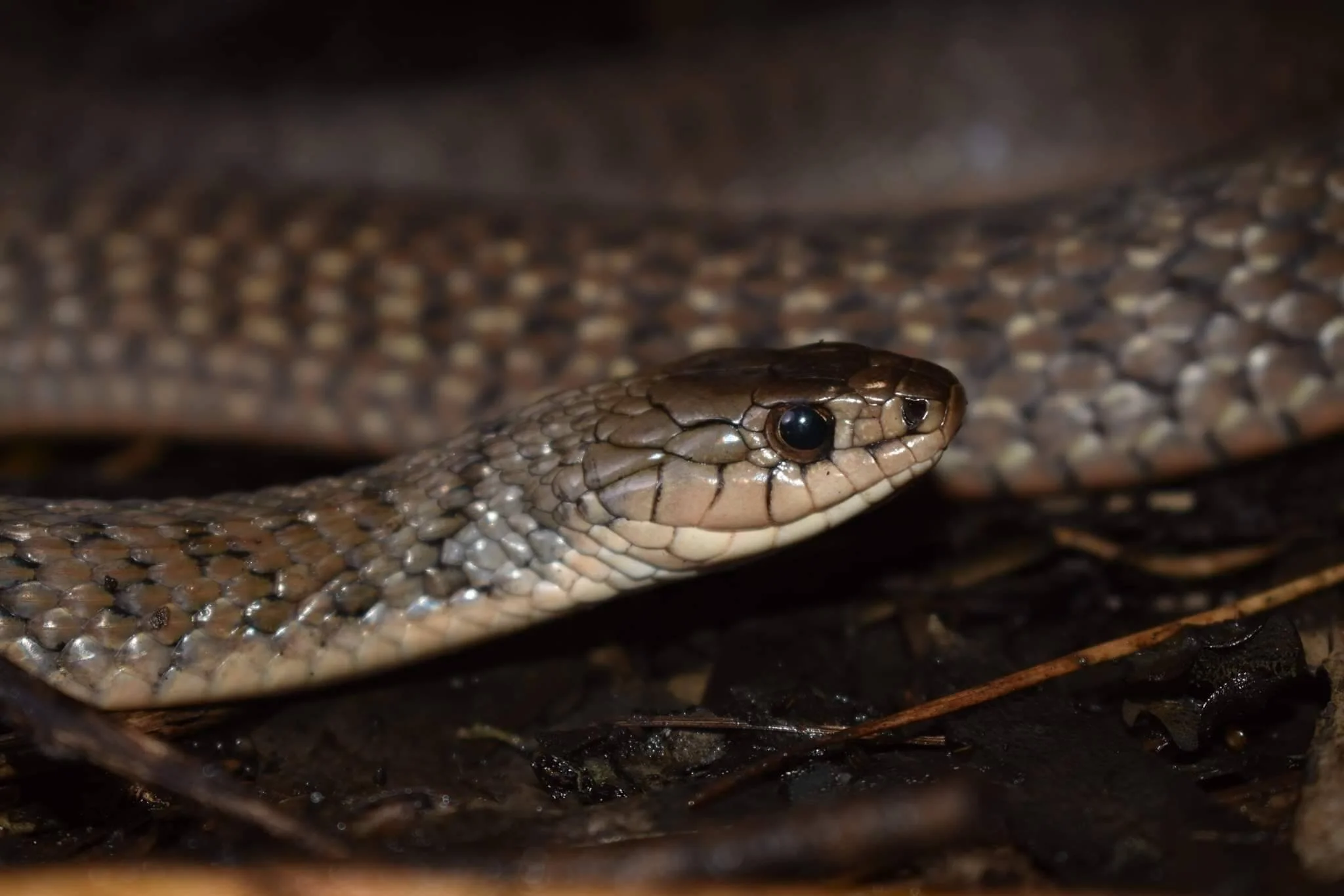 KEELBACK SNAKE