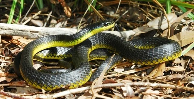 COMMON TREE SNAKE