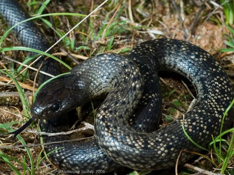 Spotted+Black+Snake.jpg