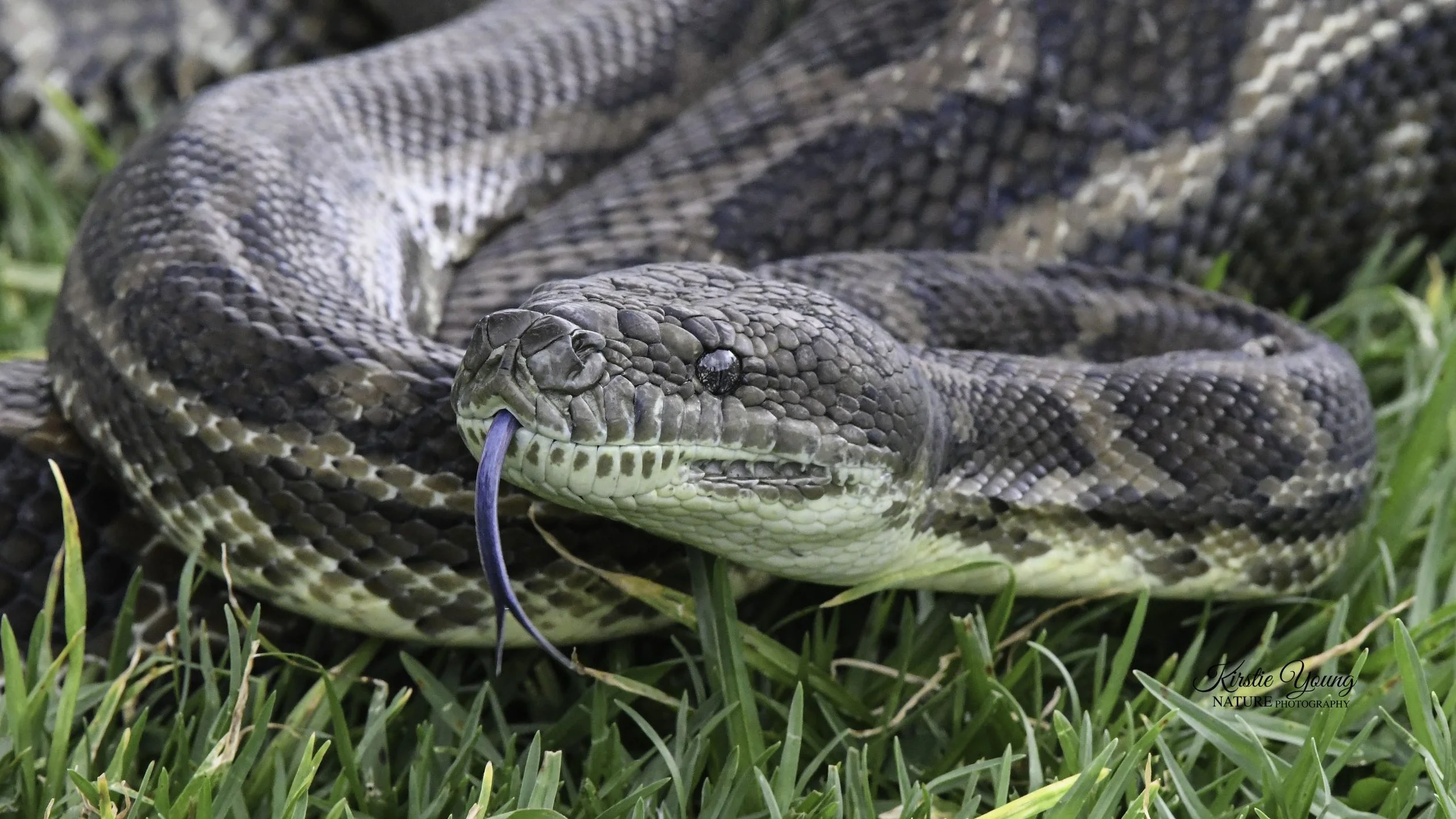 COASTAL CARPET PYTHON