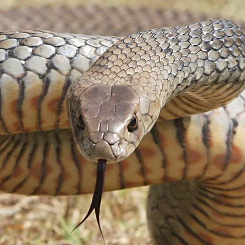 EASTERN BROWN SNAKE