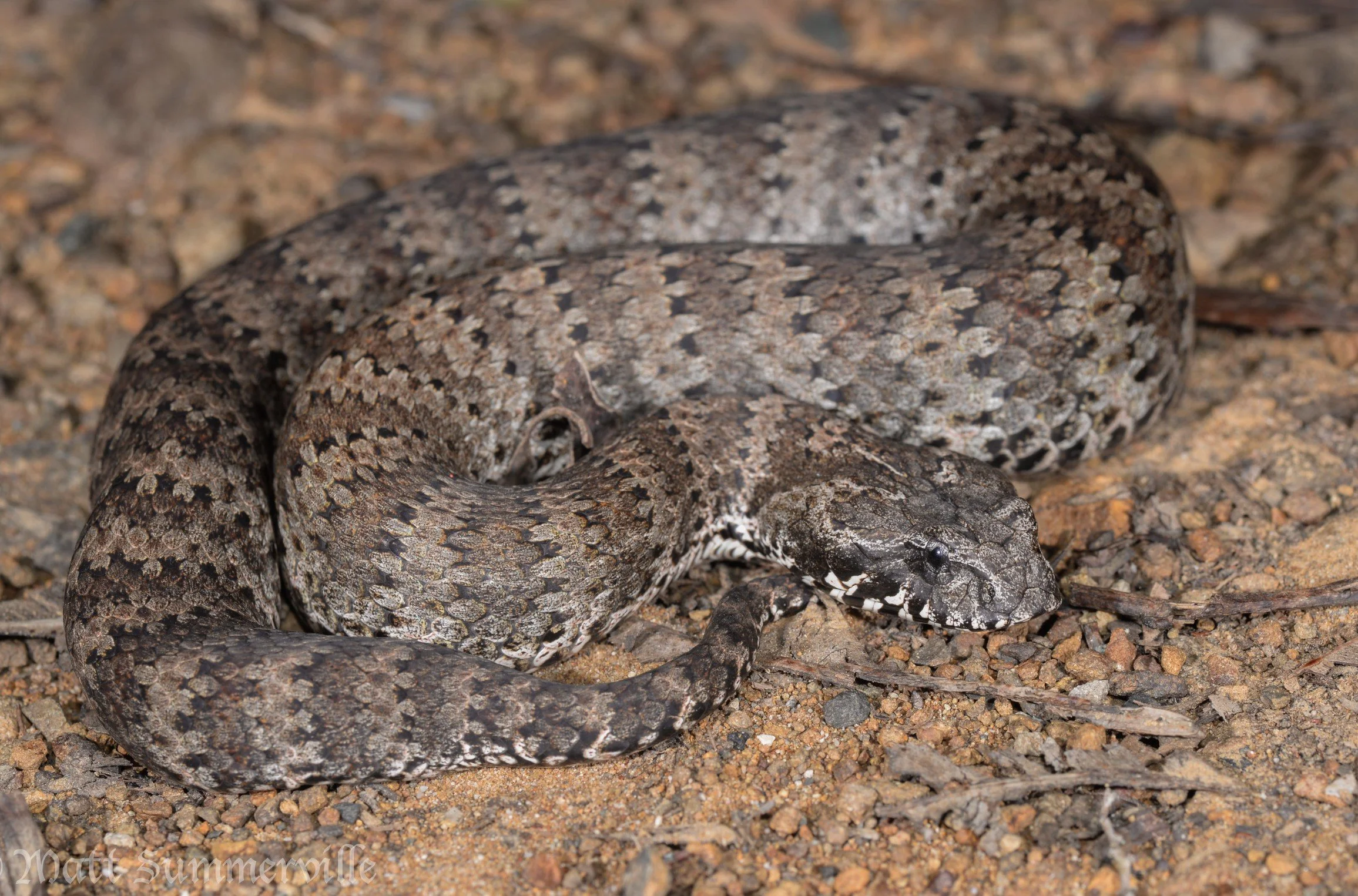 COMMON DEATH ADDER