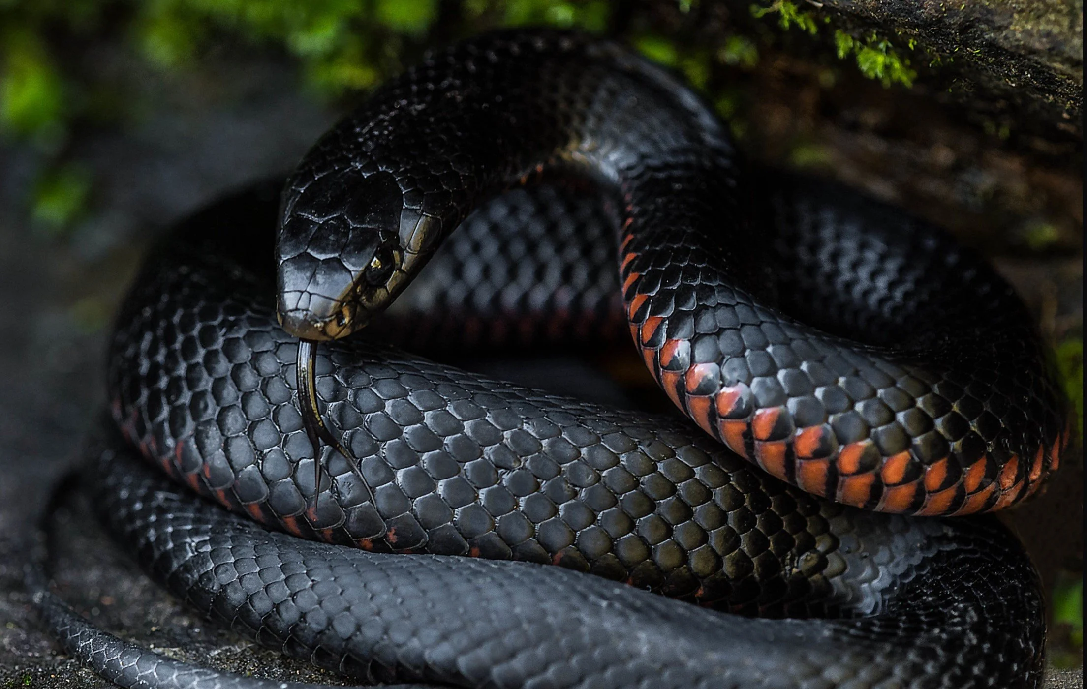 RED BELLY BLACK