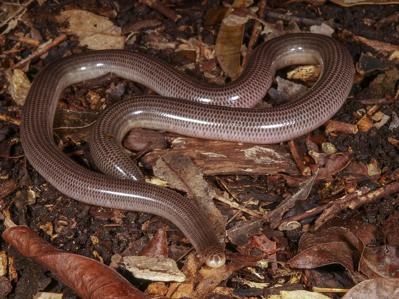 BLIND SNAKE