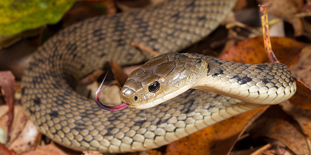 ROUGH SCALED SNAKE