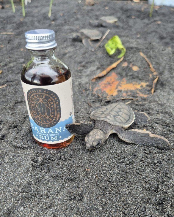 We are so proud to celebrate #WorldWildlifeDay with @oceansforward  and @dominicaseaturtles. With your support of our rum, all proceeds go to help support thousands of hours of beach monitoring, documenting hundreds of turtle nests, and recording tur