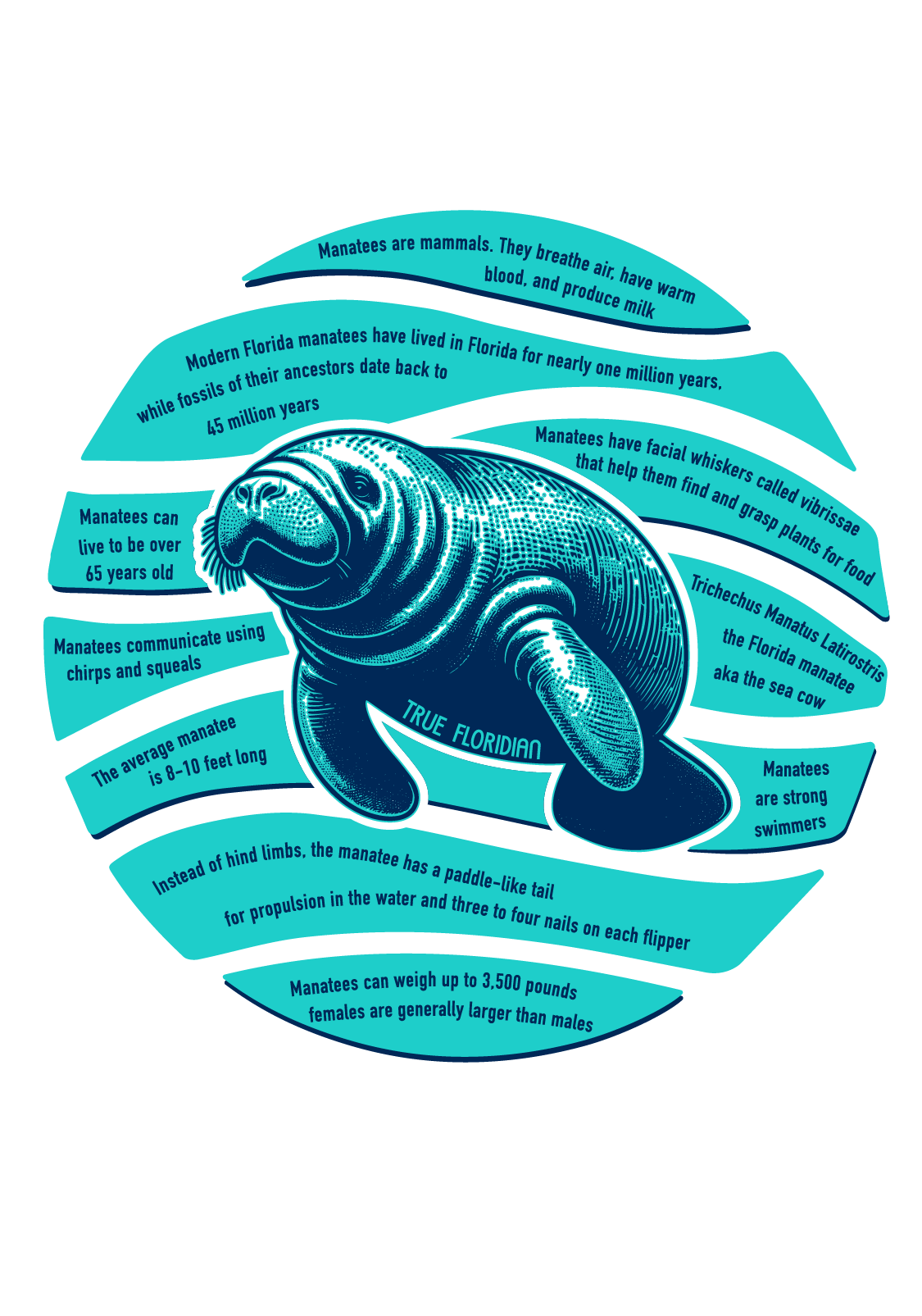 Manatee final-08.png