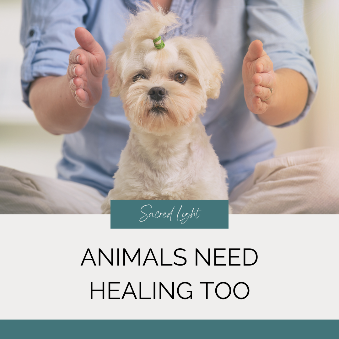 Yes, Animals Have Energy Too: How Reiki Helps Rescue Pets Heal Emotionally and Physically
