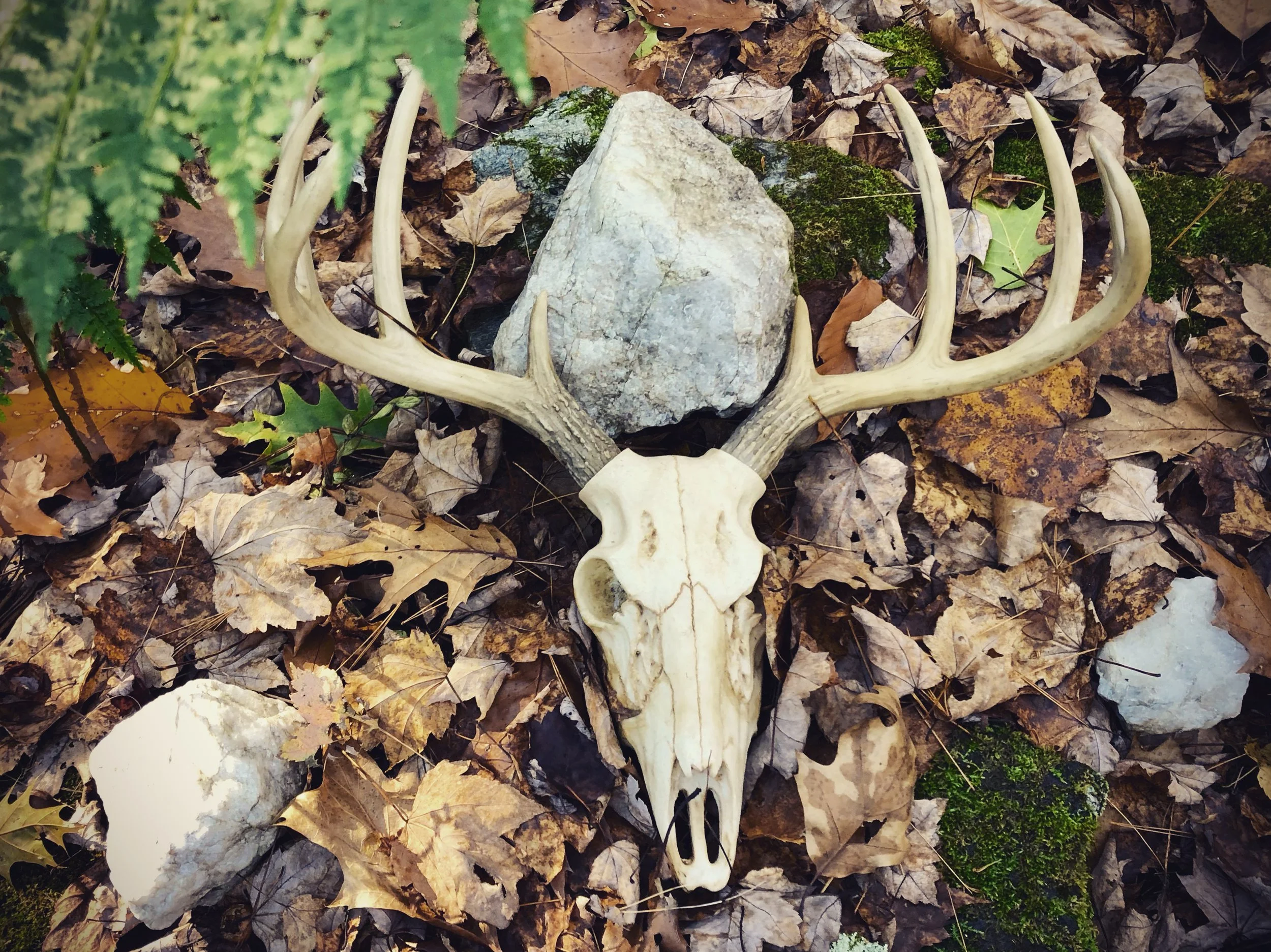 Deer skull with antlers on bed of dried leaves, moss, and surrounded by quartz rocks and ferns