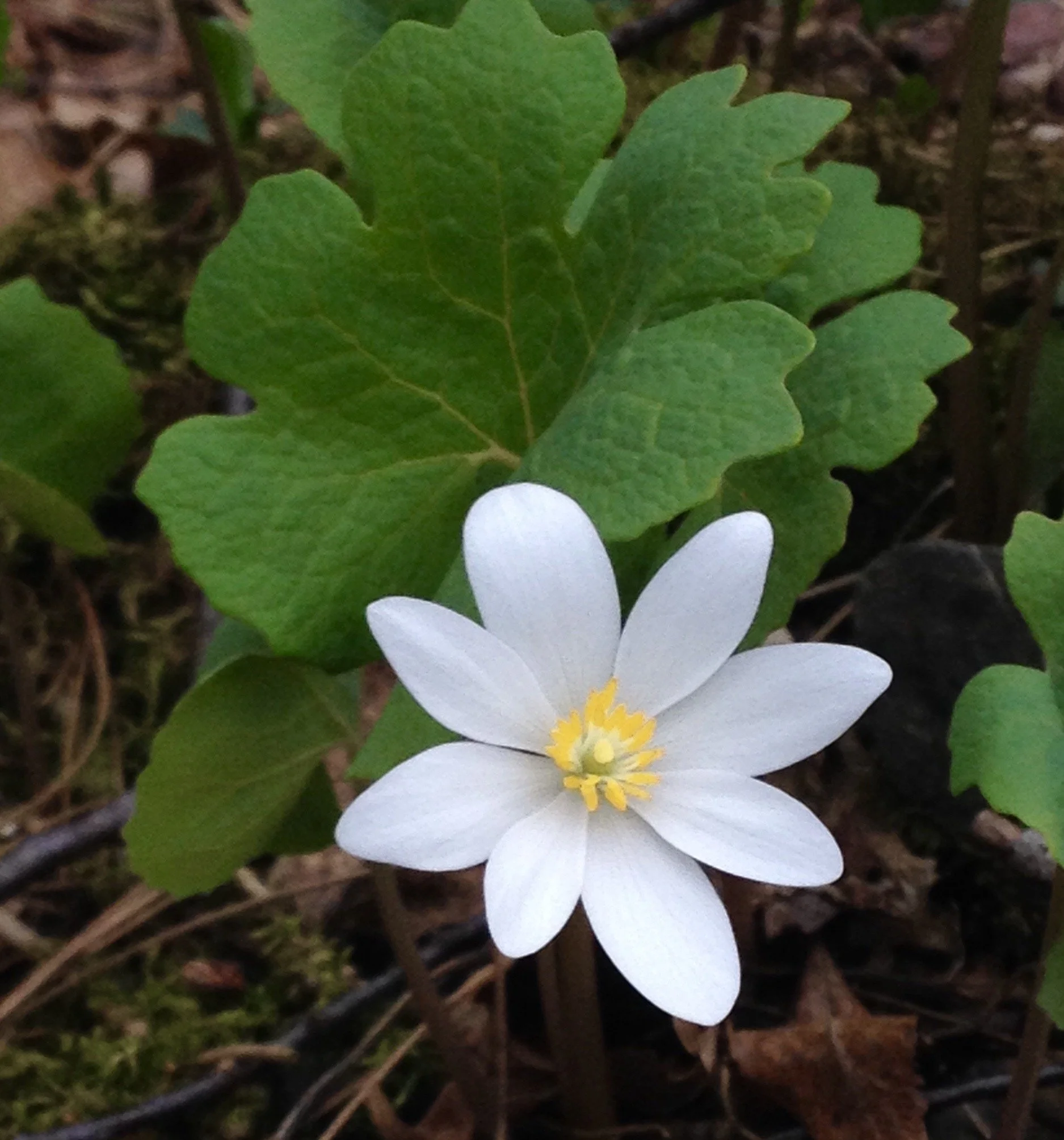 Bloodroot flower blossom with green leaves and forest floor in background