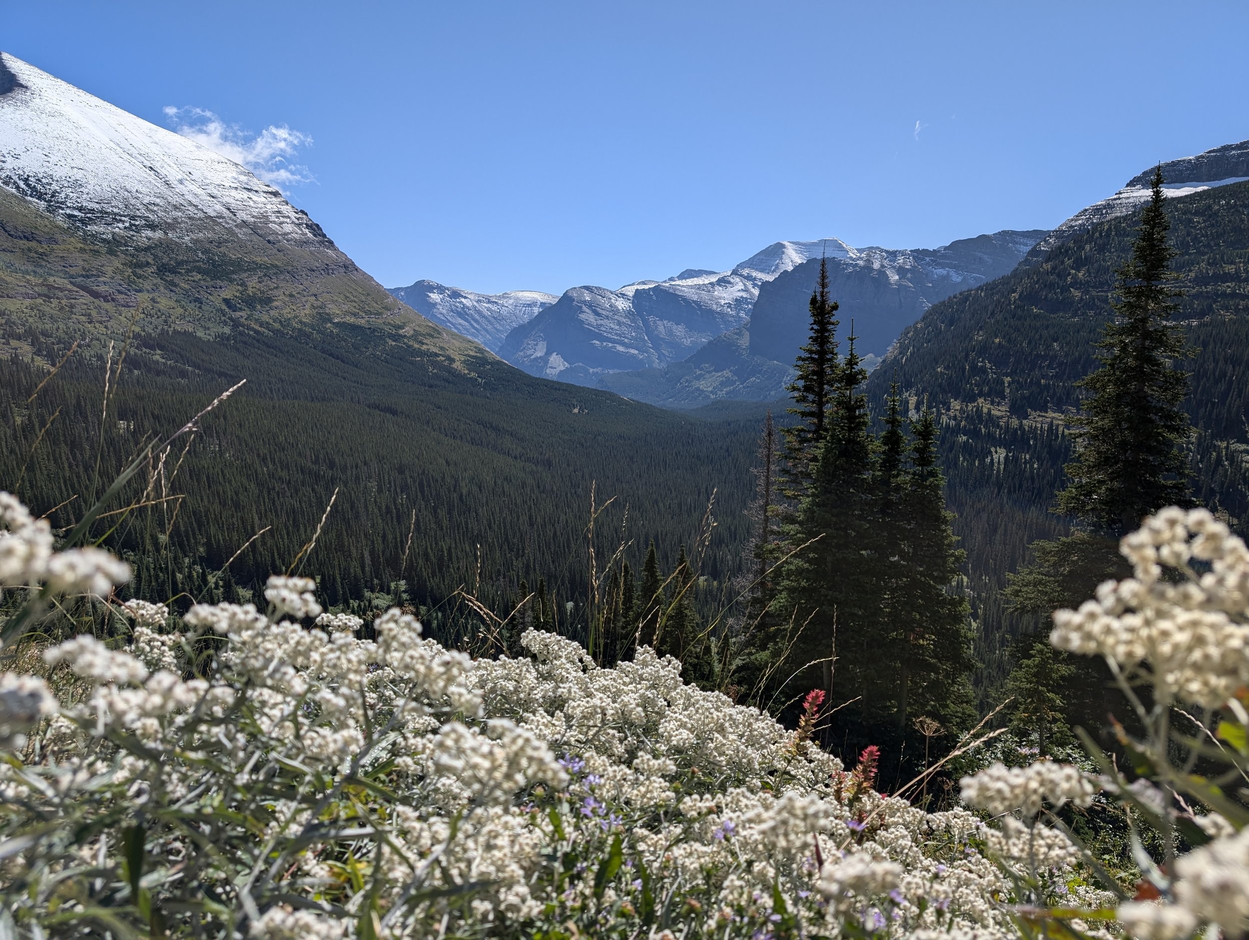 Snow capped peaks in the distance. Yarrow (Achillea millenfolium) and Rosy Indian Paintbrush (Castilleja rhexifolia) in the foreground.