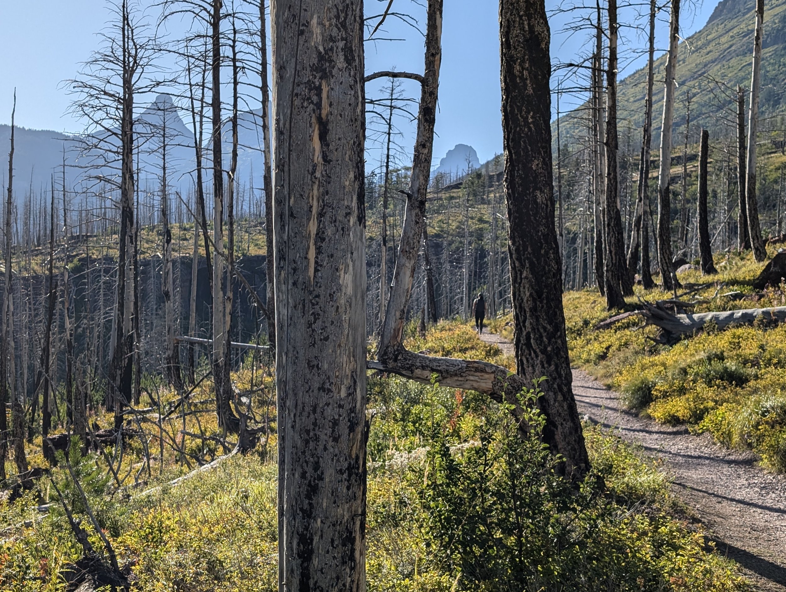Burnt forest from 2015 fire