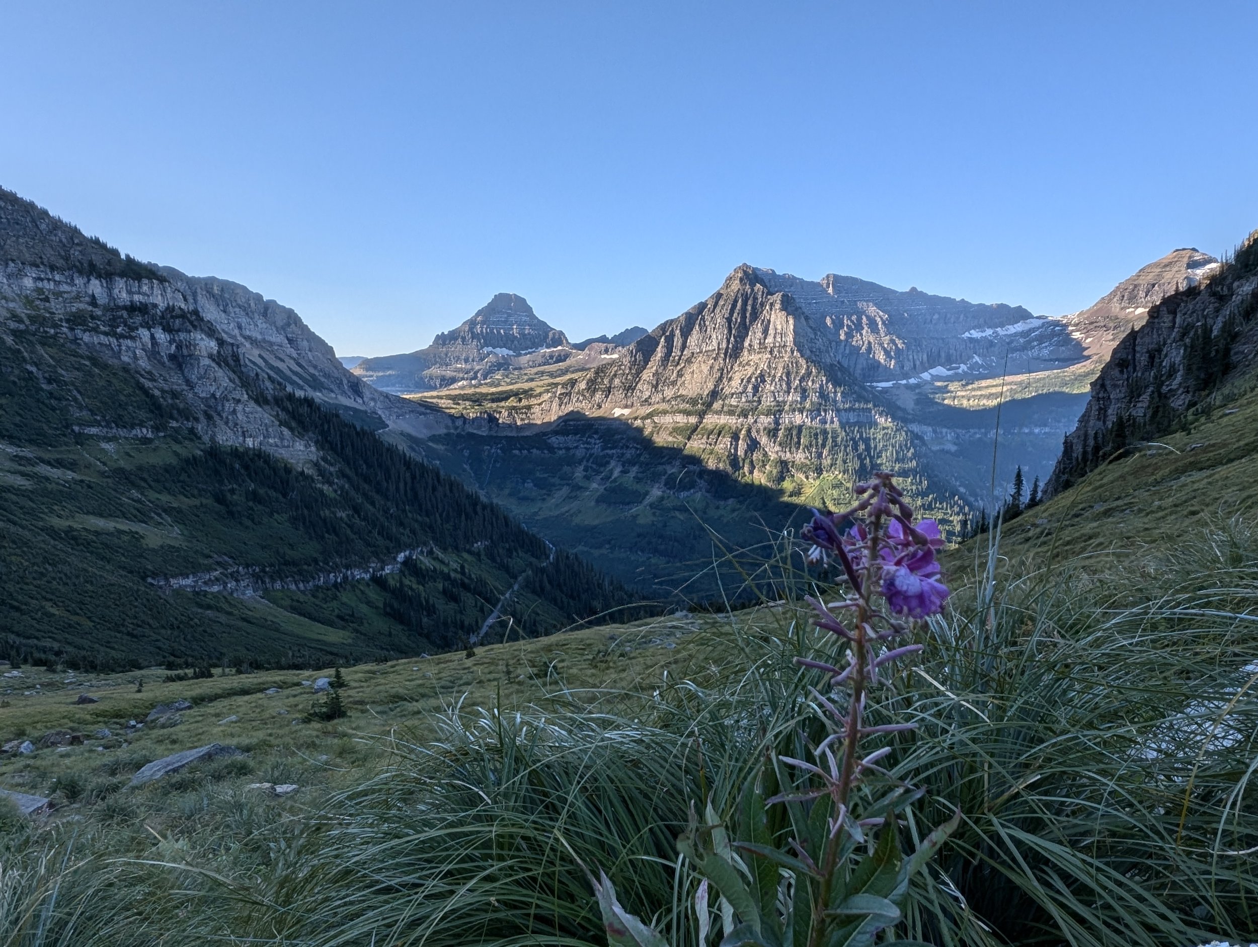 Alpine wildflowers