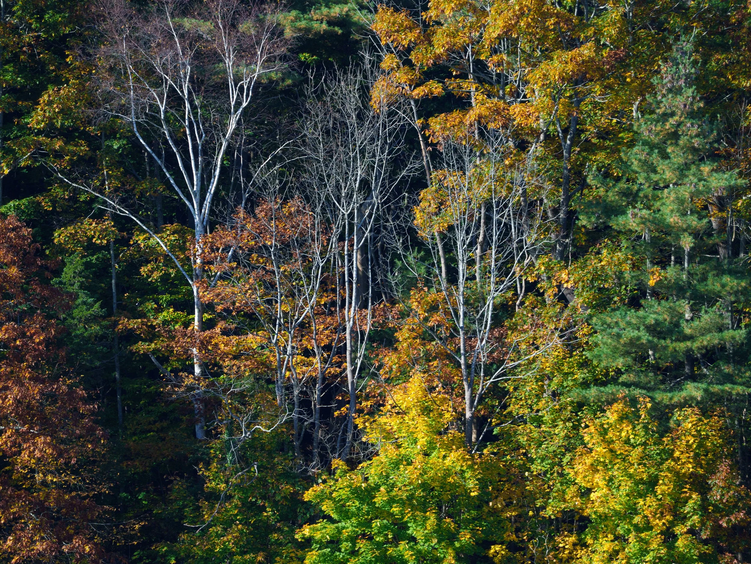 Maine putt pt 3