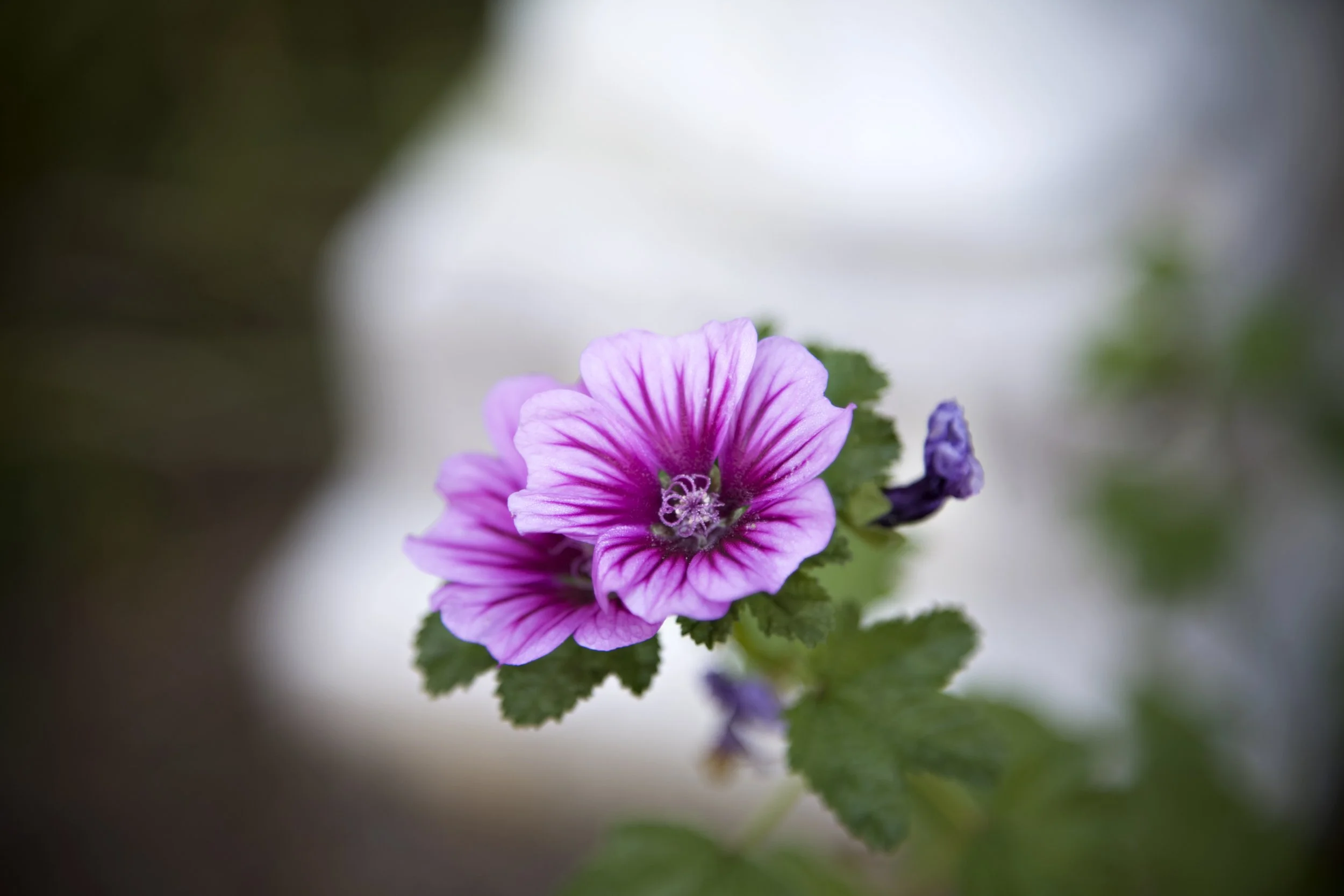 Support Group for Recent Loss 