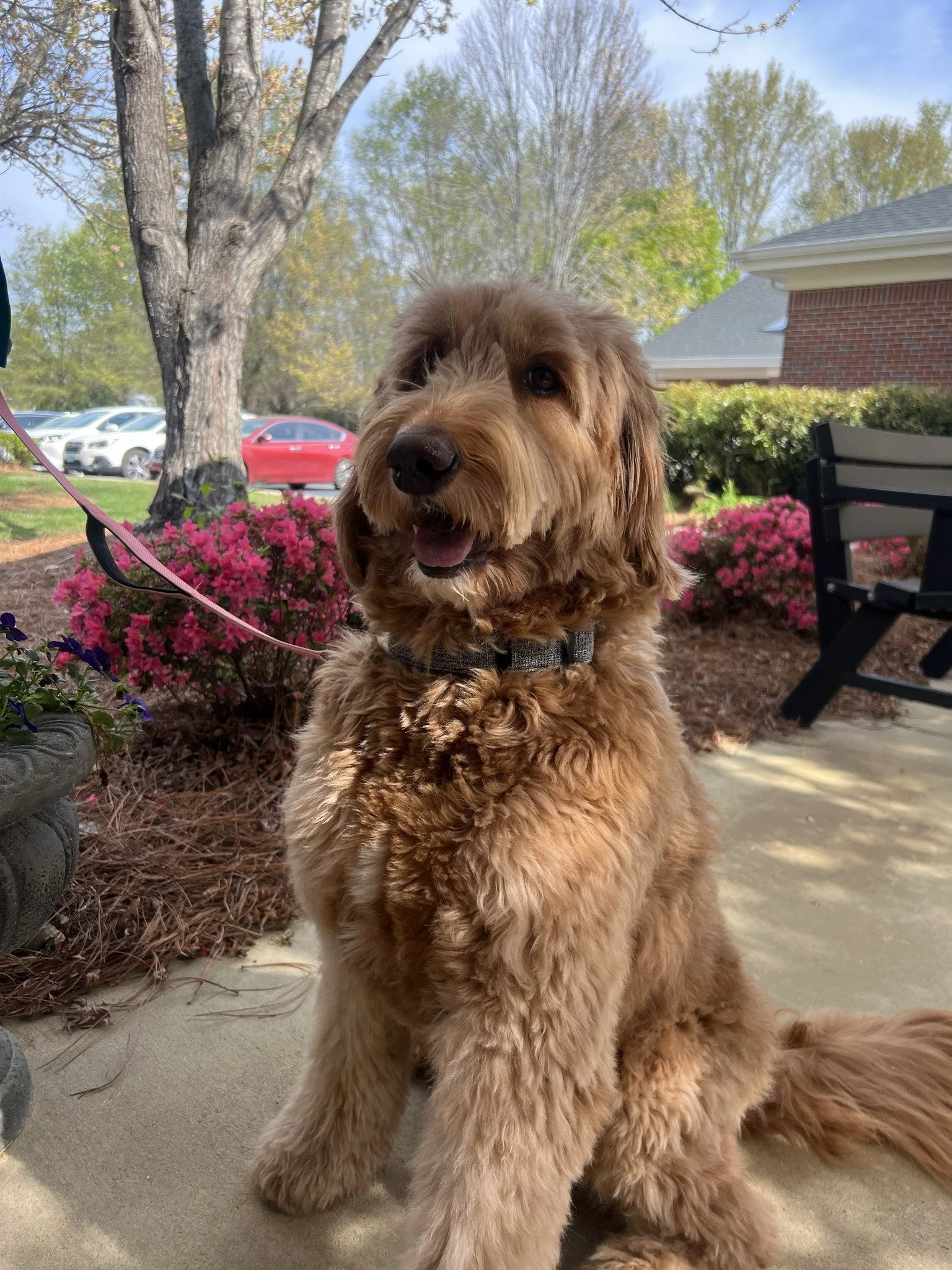 Ginger, our therapy dog, visited our Hospice House earlier this week! 🐾 Thank you Merl for stopping by; we know our patients and their families enjoyed the puppy love. ❤ 

 #HospicePiedmont #HospiceCare #CareofthePiedmont #HospiceHouse #Volunteer #G