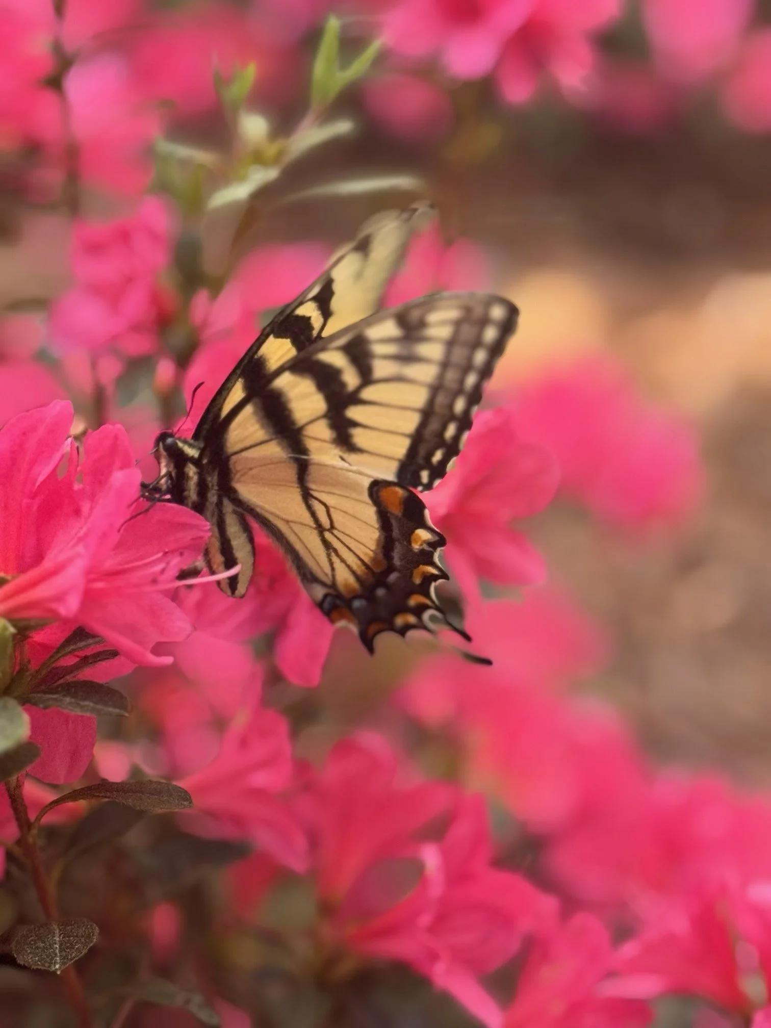 🦋 Spring is in full bloom 🦋 Our annual Butterfly Celebration is approaching soon, and we are excited to launch sponsorships as a part of this year's event! Please visit the following link to view our sponsor levels and purchase a butterfly in memor