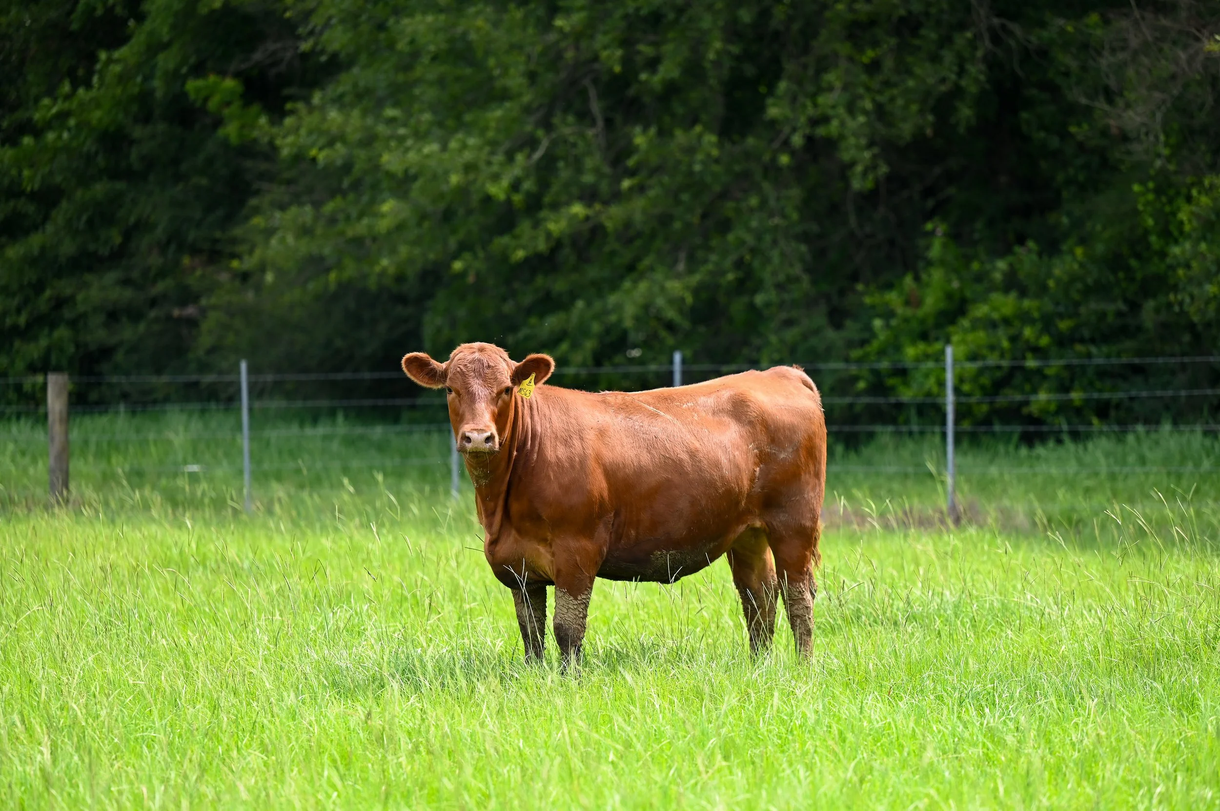 DSC_6651.jpg