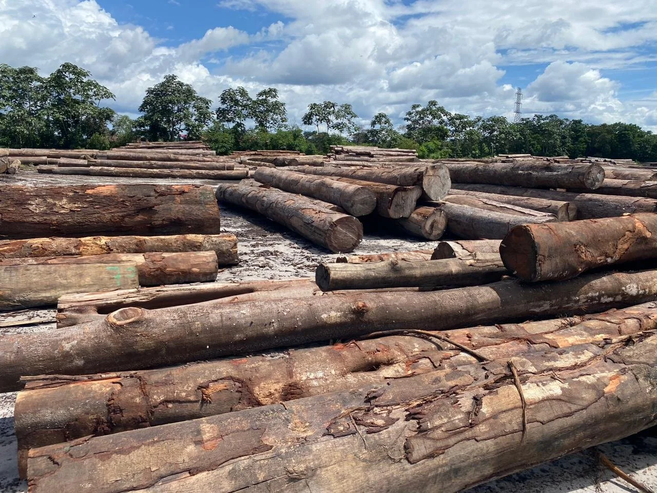 Log yard Exotic wood source.jpg