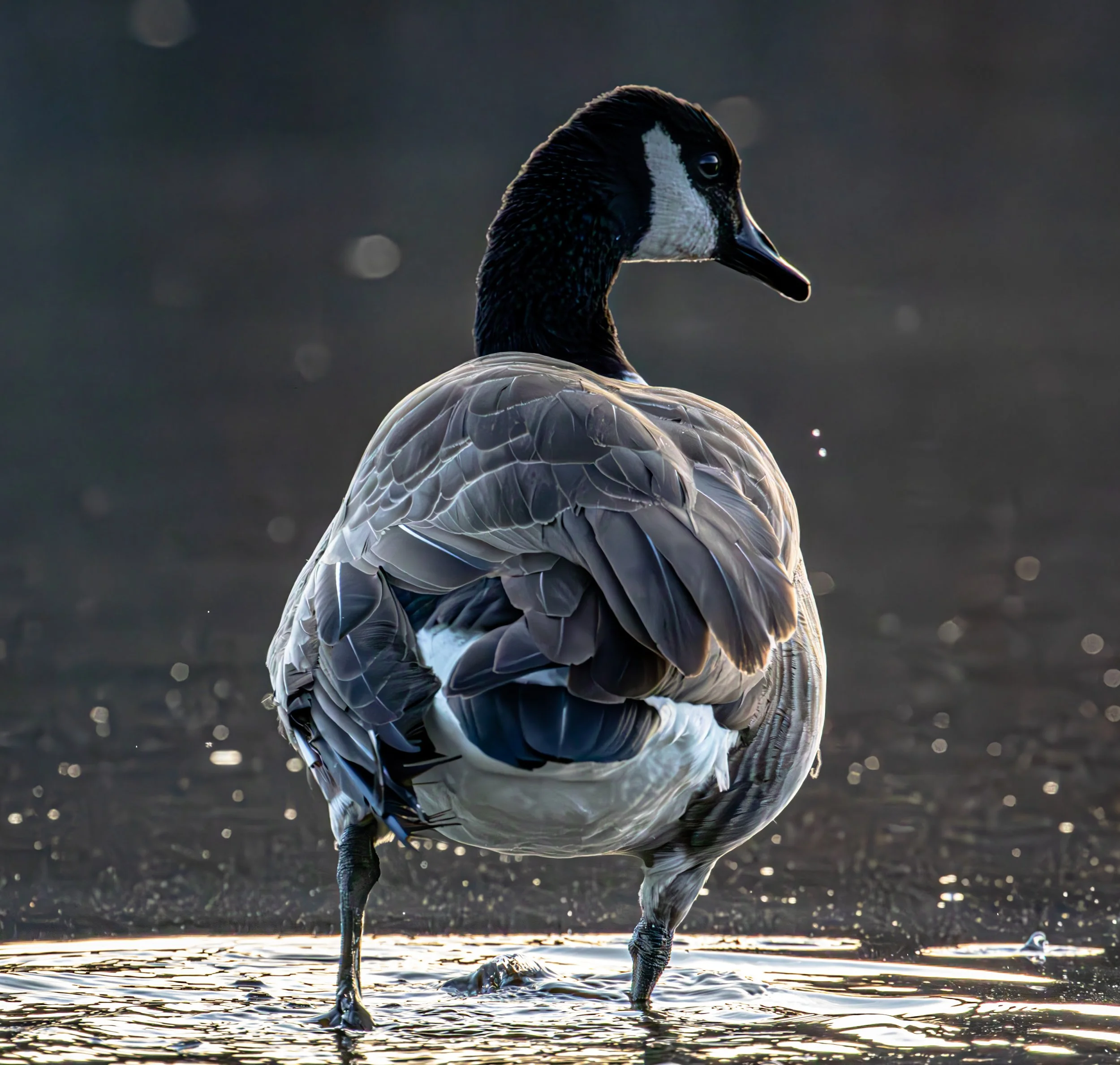 D80A6458-Enhanced-NR.jpg