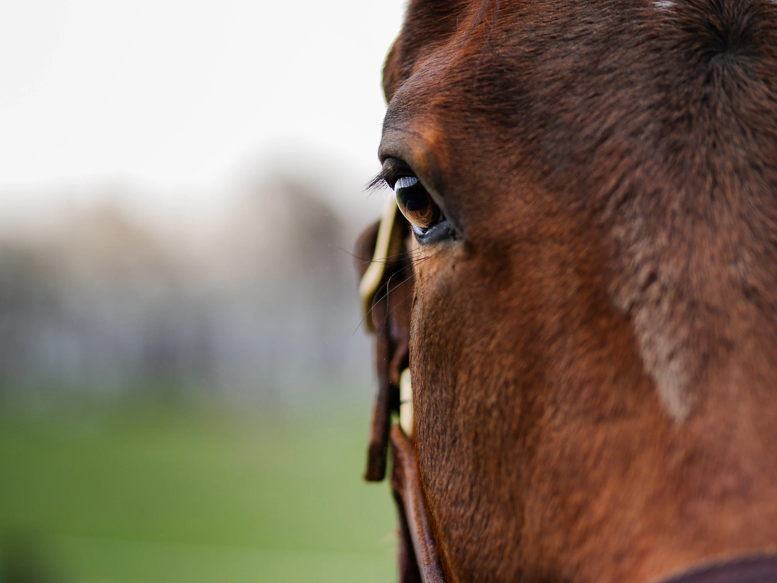 Alex Horse Shoot-06 (1).JPEG