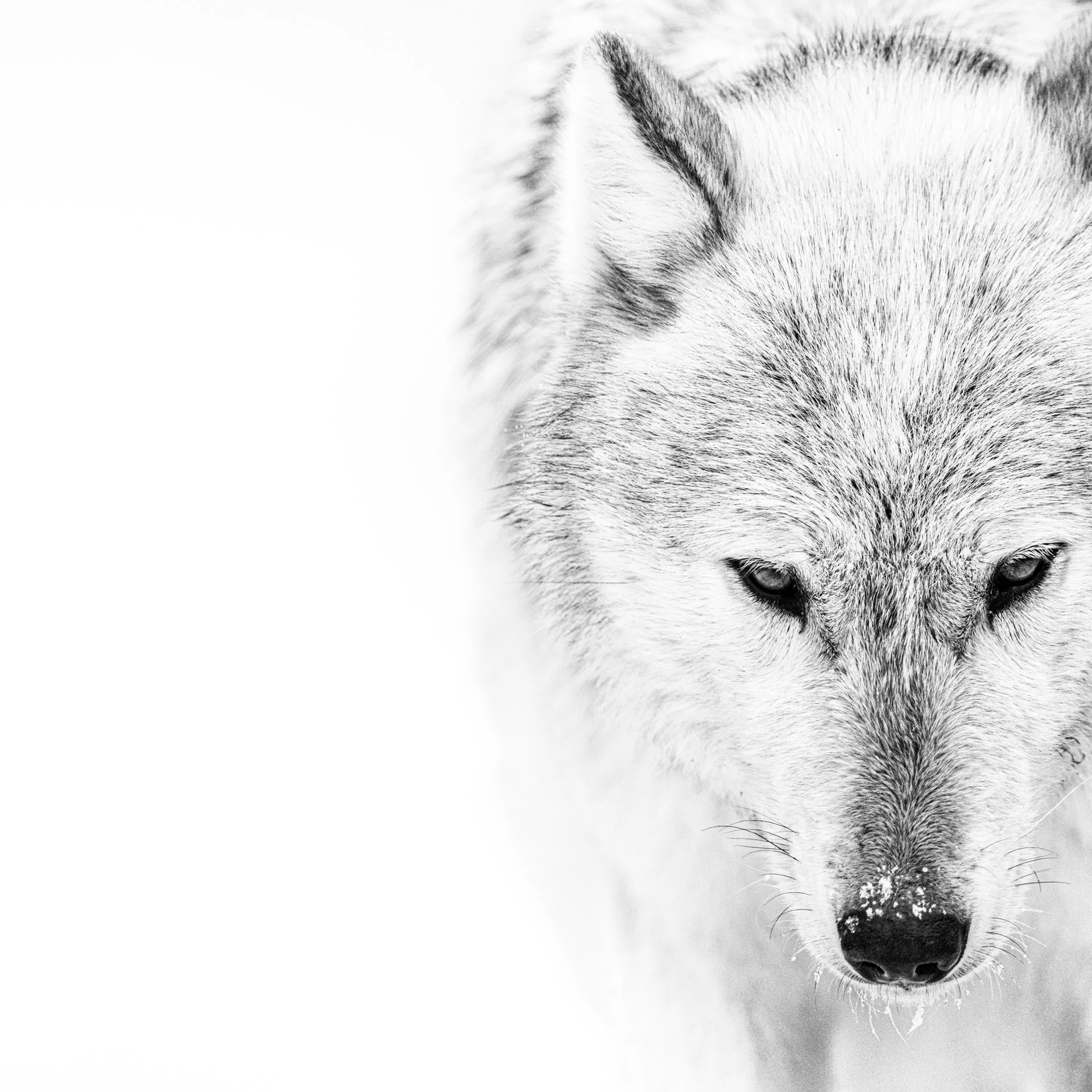 The Beauty & The Beast