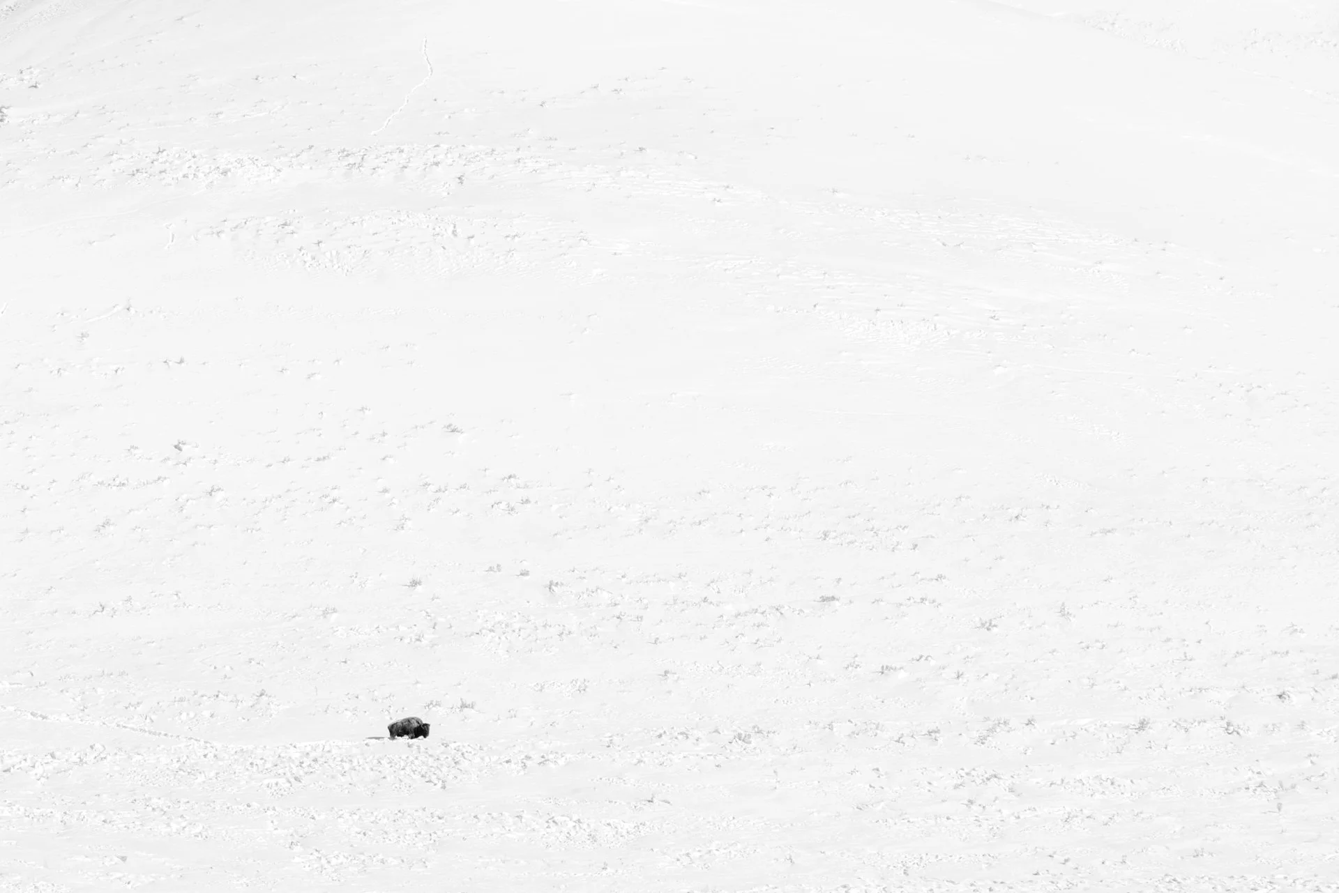 Bison in Distance II