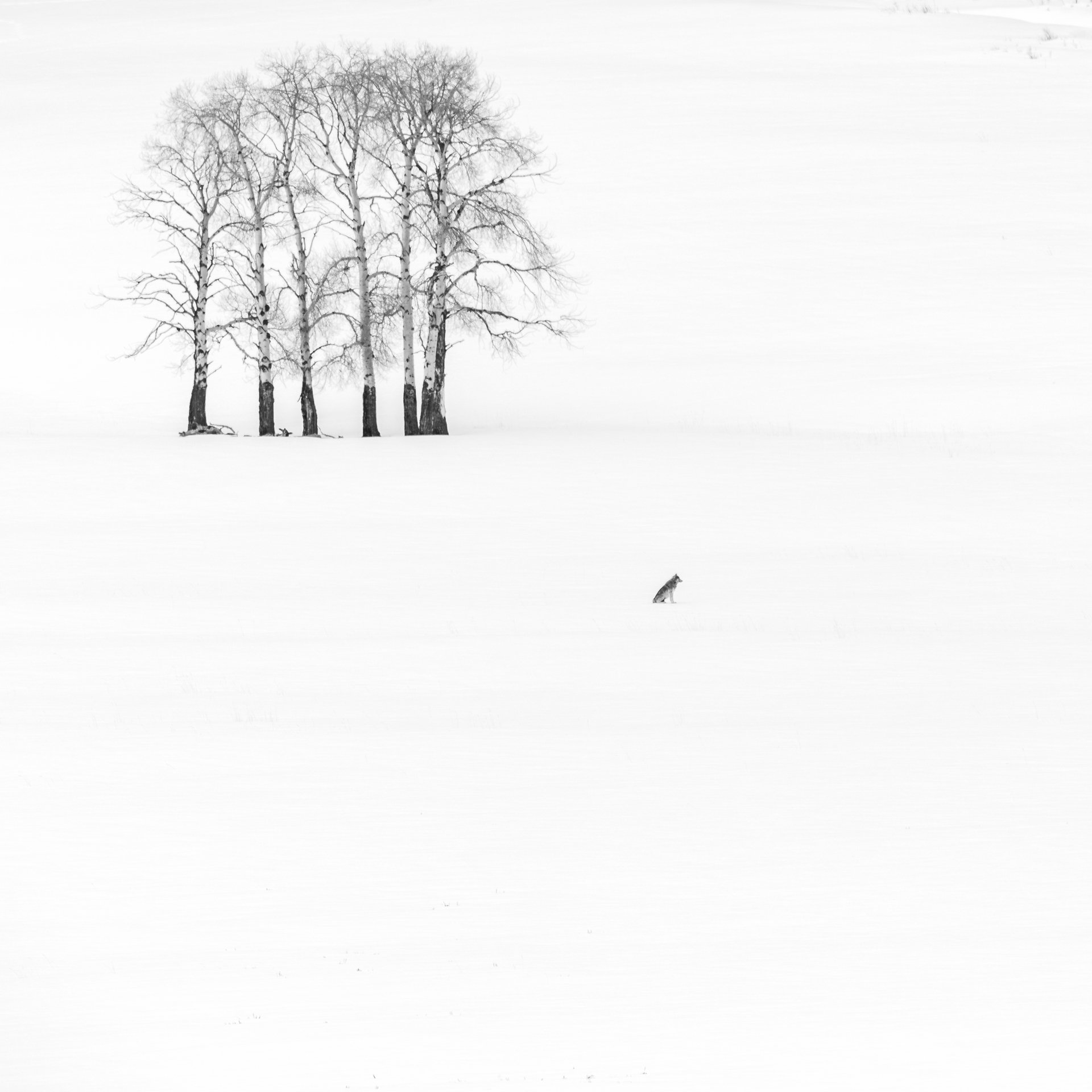 Winter Wolf, Variation I