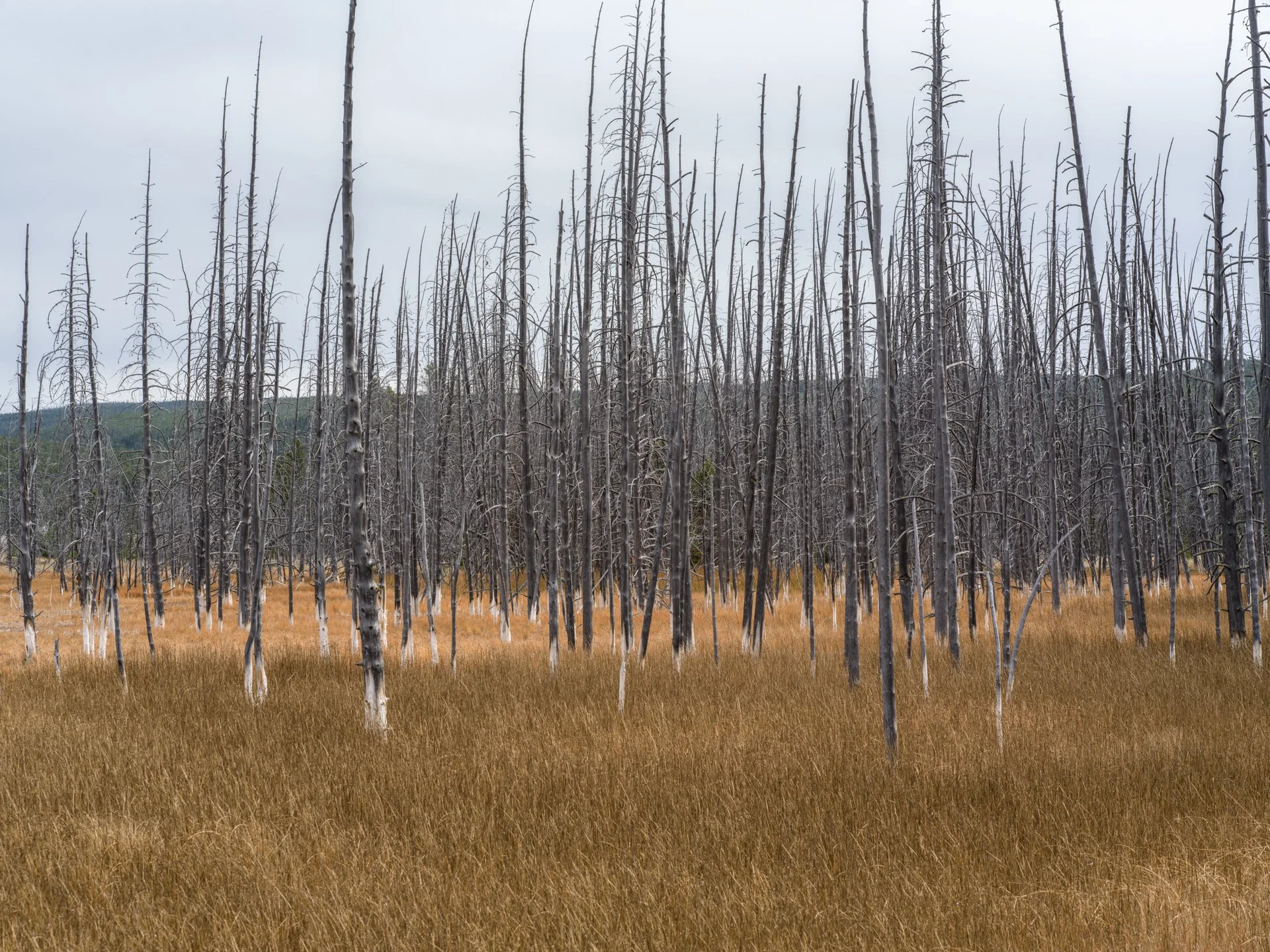 Bobby Socks, Variation Color