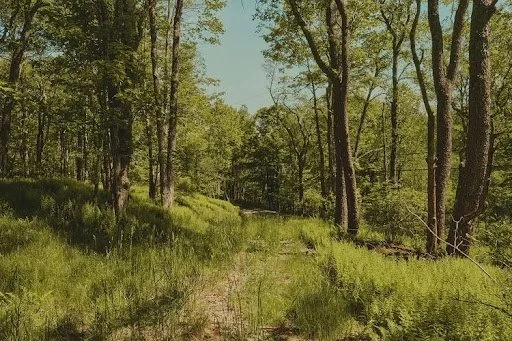 Buy A Home In Livingston Manor, NY