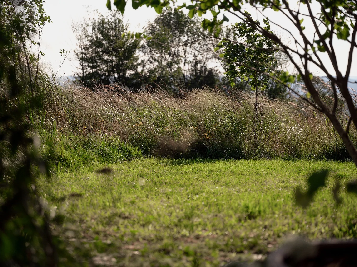 Long grass at the meadow's edge