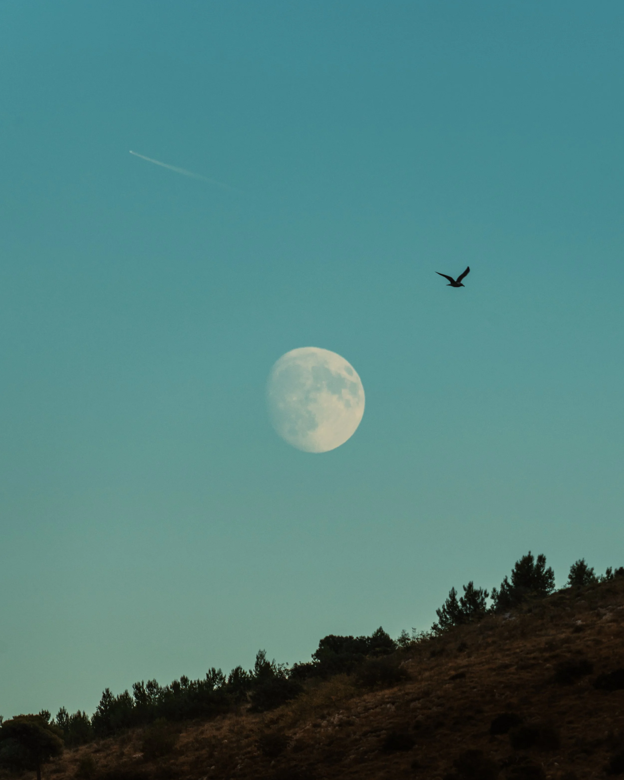 Night sky with a full moon, a bird flying, and a contrail in the sky over a hillside with trees.