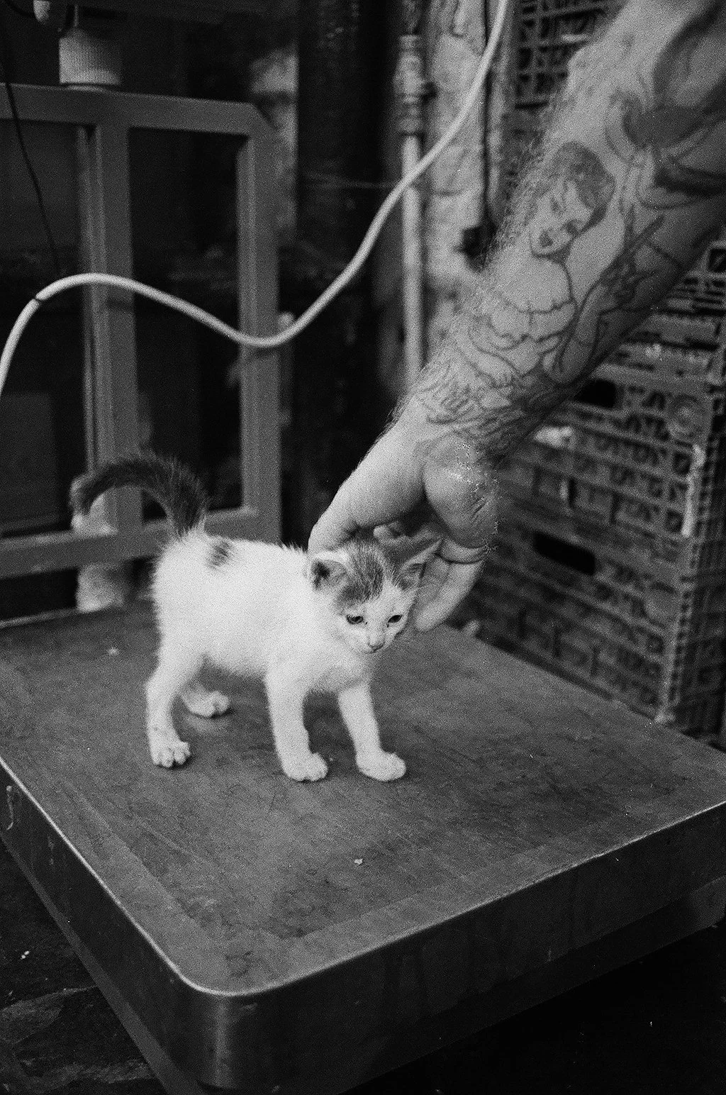 Un chaton blanc avec des taches sur la tête, placé sur une surface en bois, une personne tatouée en train de le caresser.