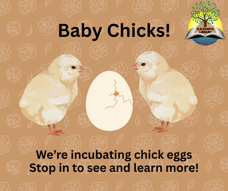 Baby Chicks Hatching