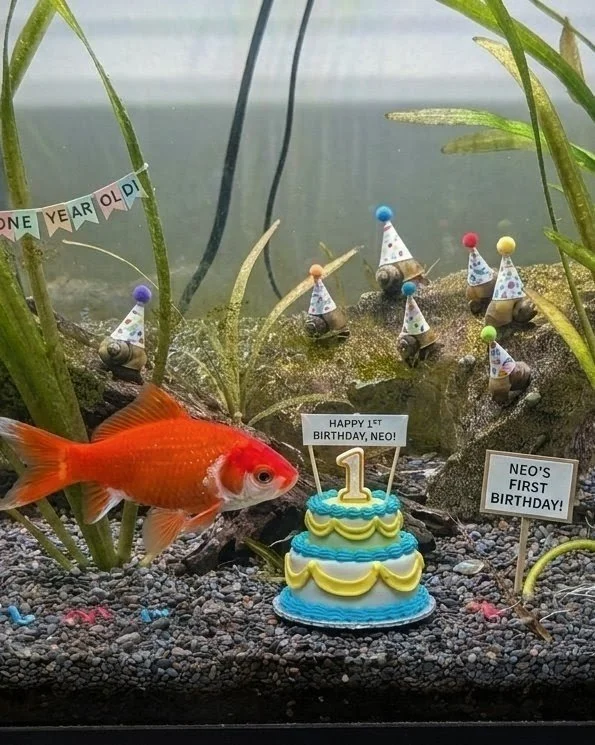 A birthday, a book club, and the World Cup