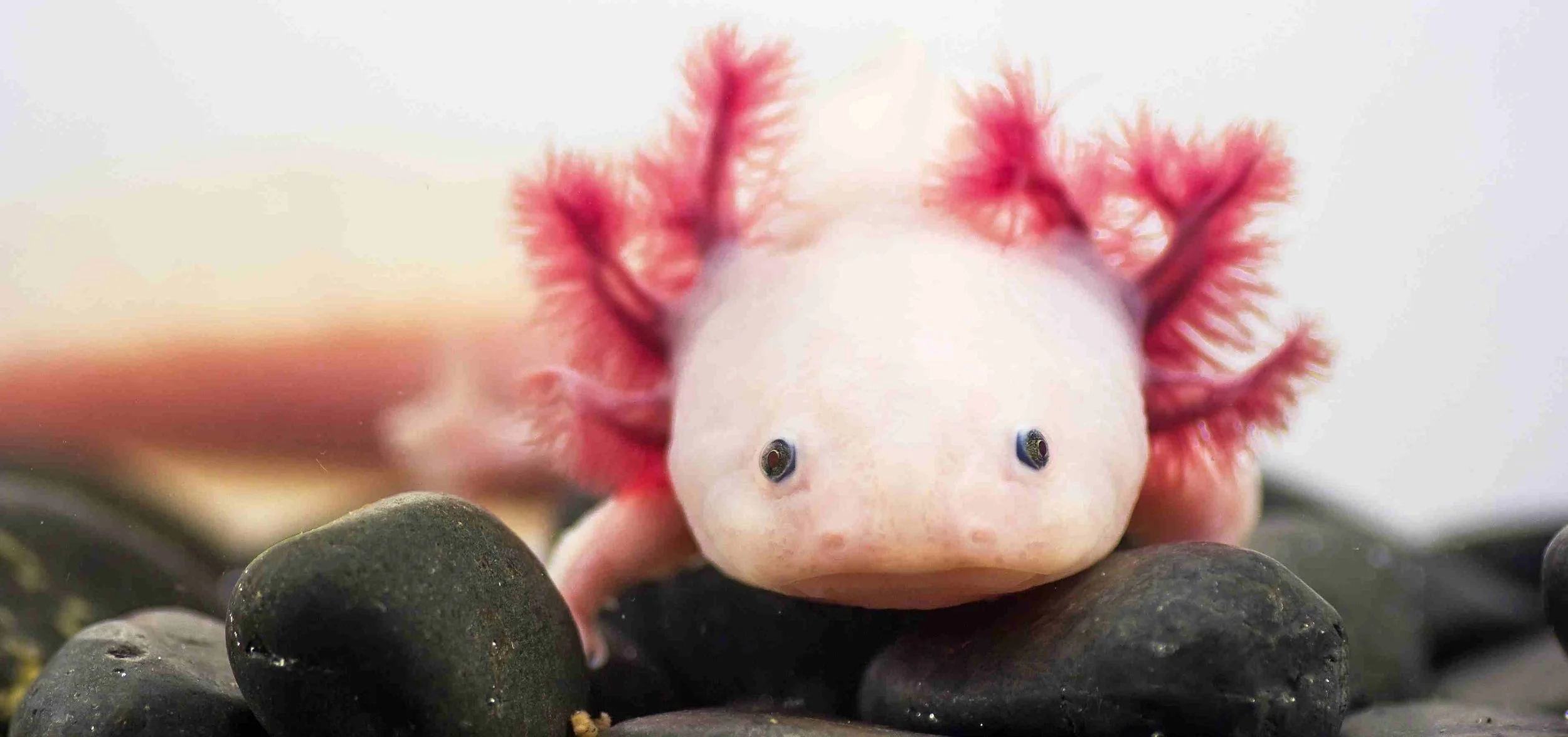 Forget Adulting: Nature Already Figured Out How to Skip It