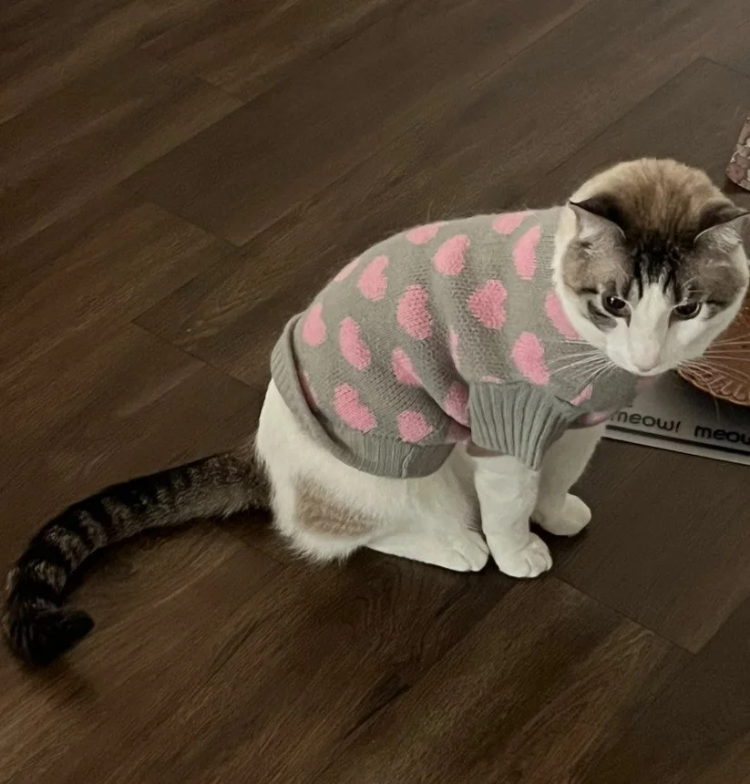 Cozy Sweaters, Early Mornings, and a Calmer Cat