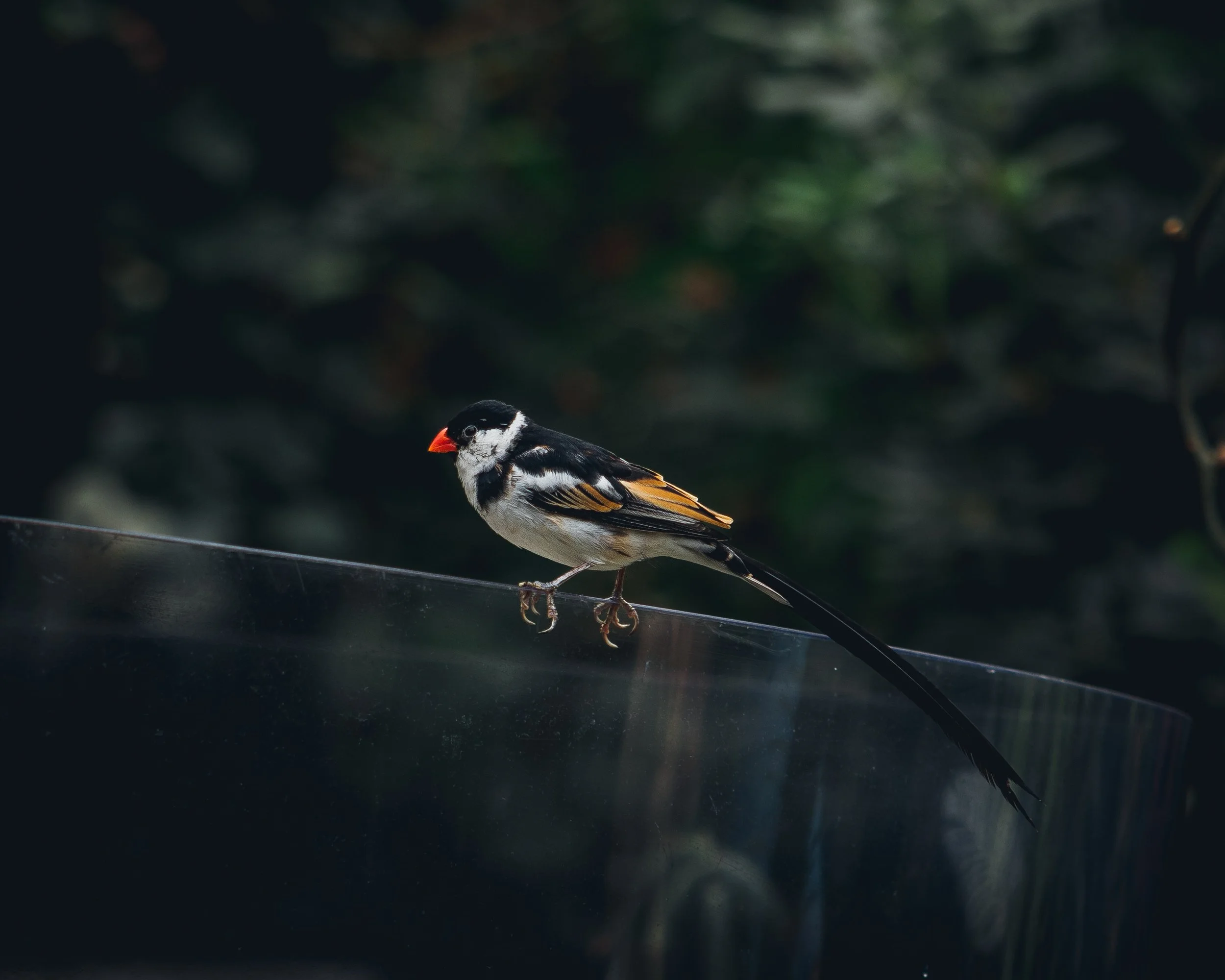 Bloedel Conservatory