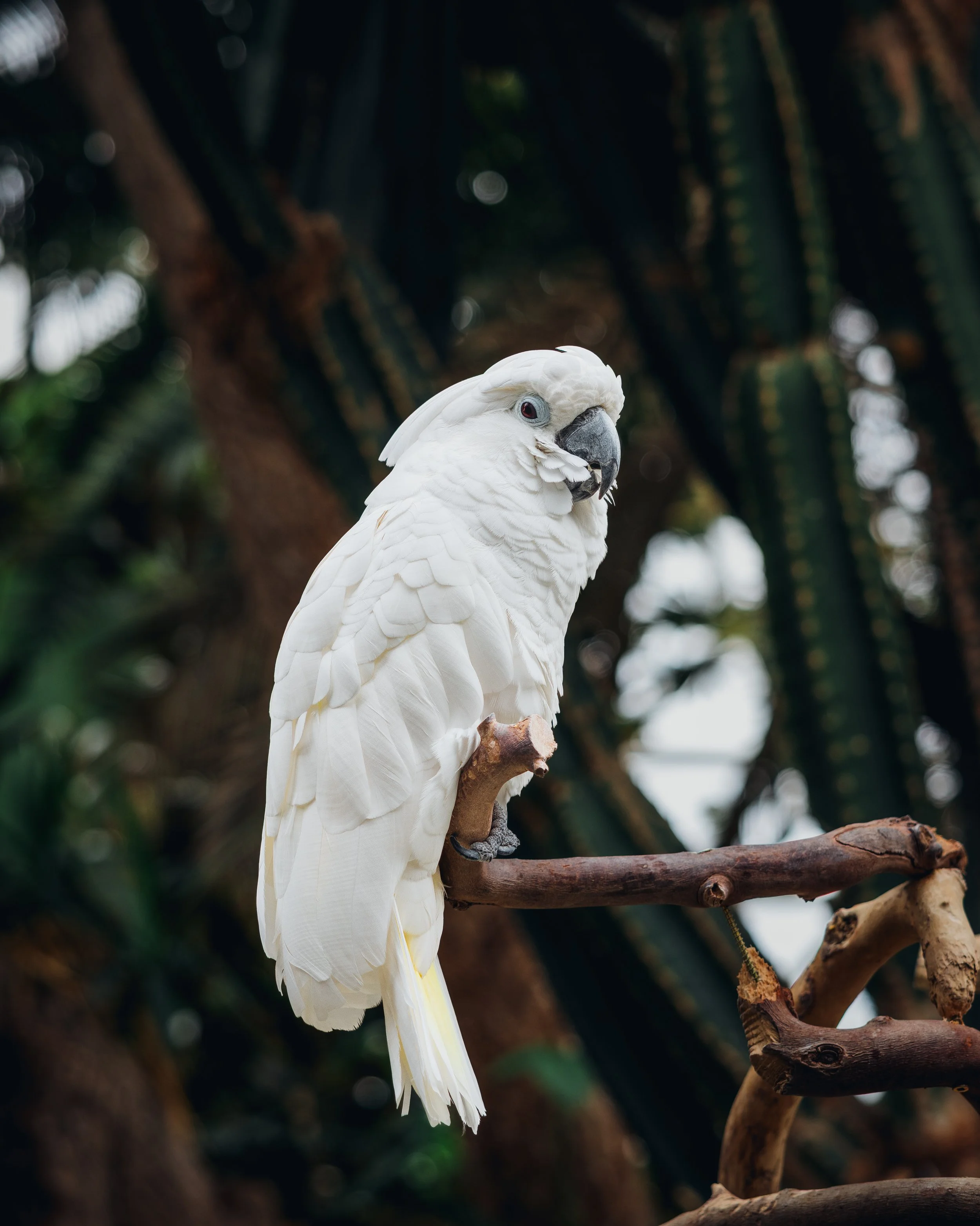 Bloedel Conservatory