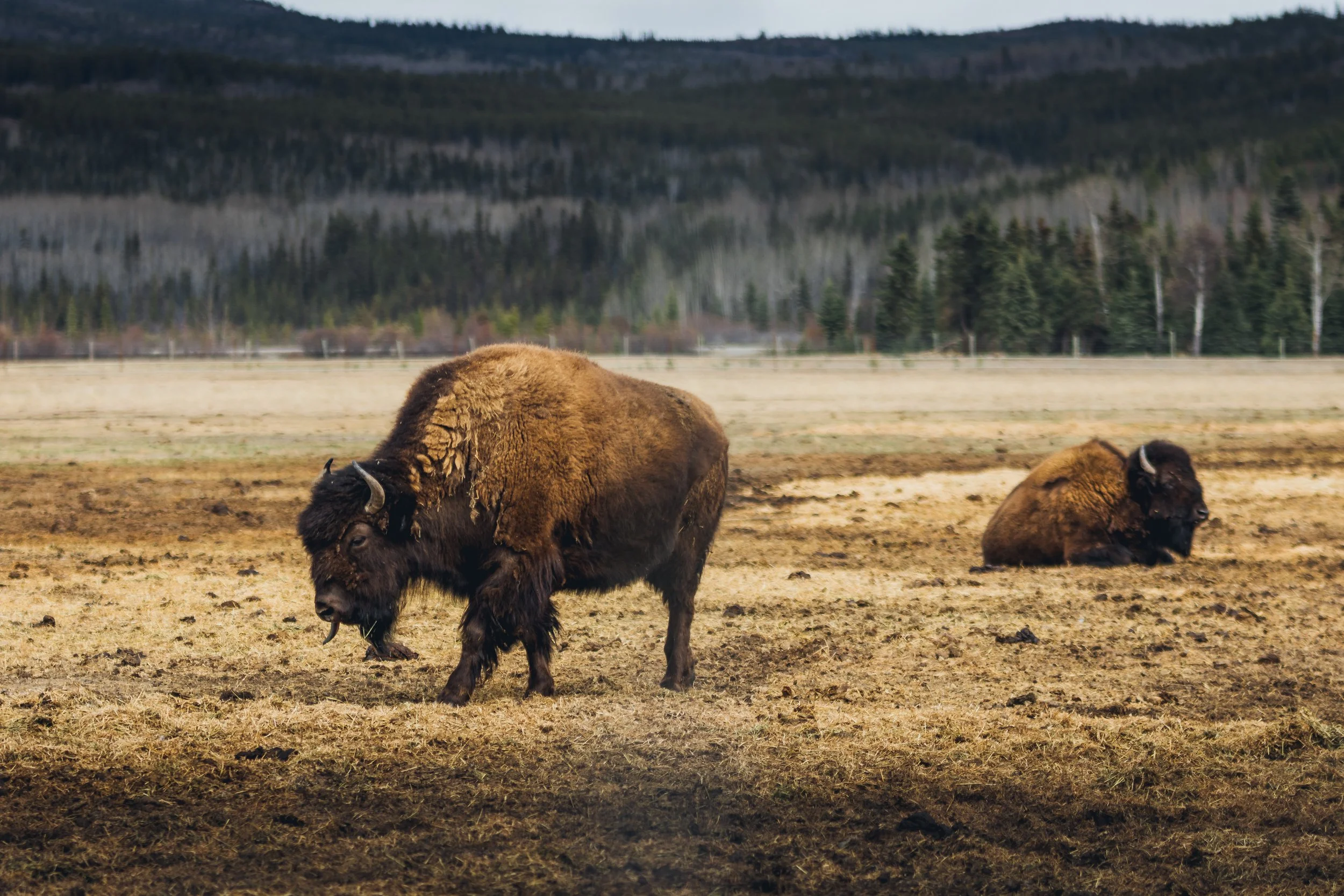May 10 Wildlife Preserve-1.jpg