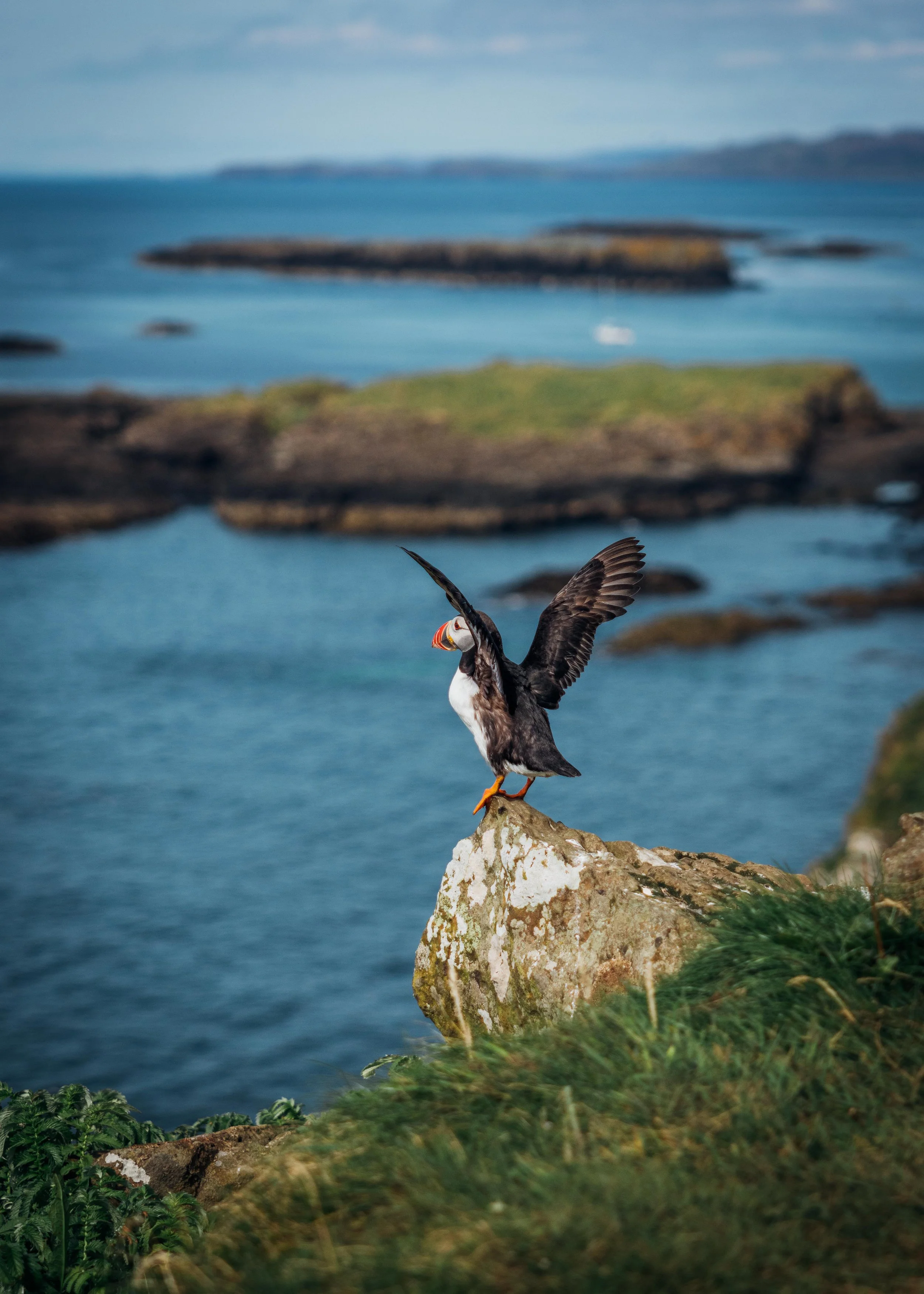 Puffins - Isle of Lunga, Scotland
