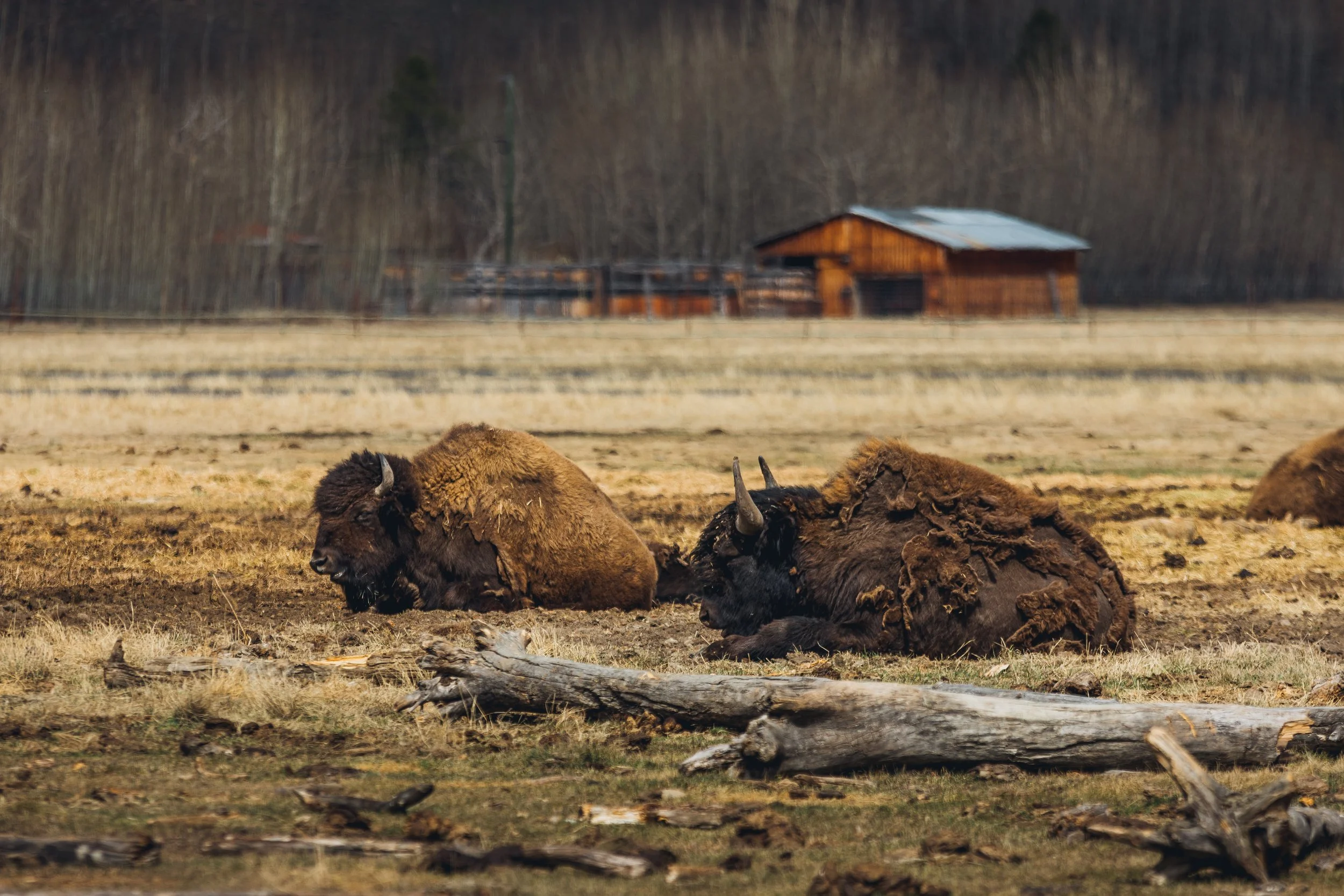 May 10 Wildlife Preserve-7.jpg