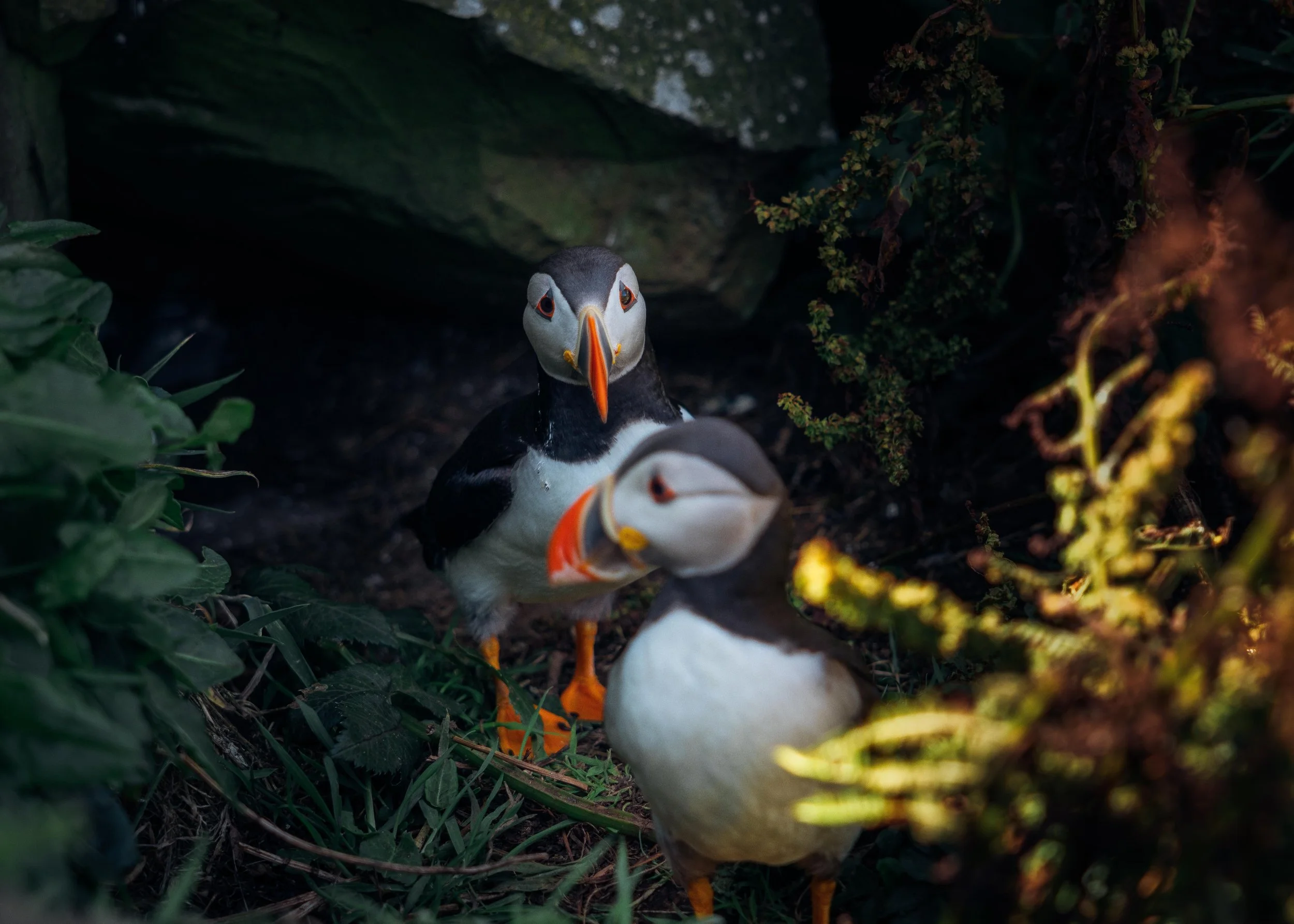 Puffins - Isle of Lunga, Scotland