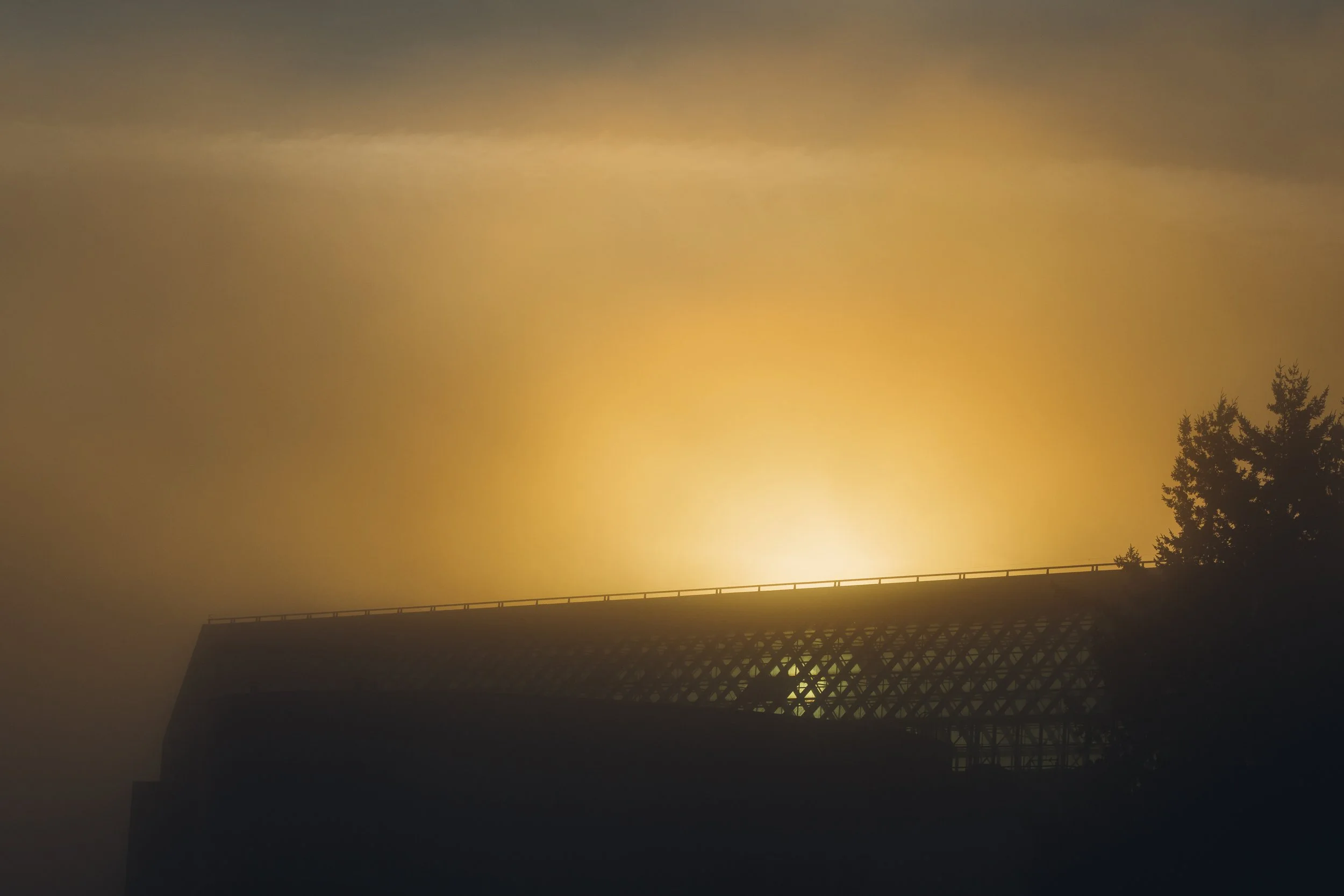 Jan 19 Foggy walk-11.jpg