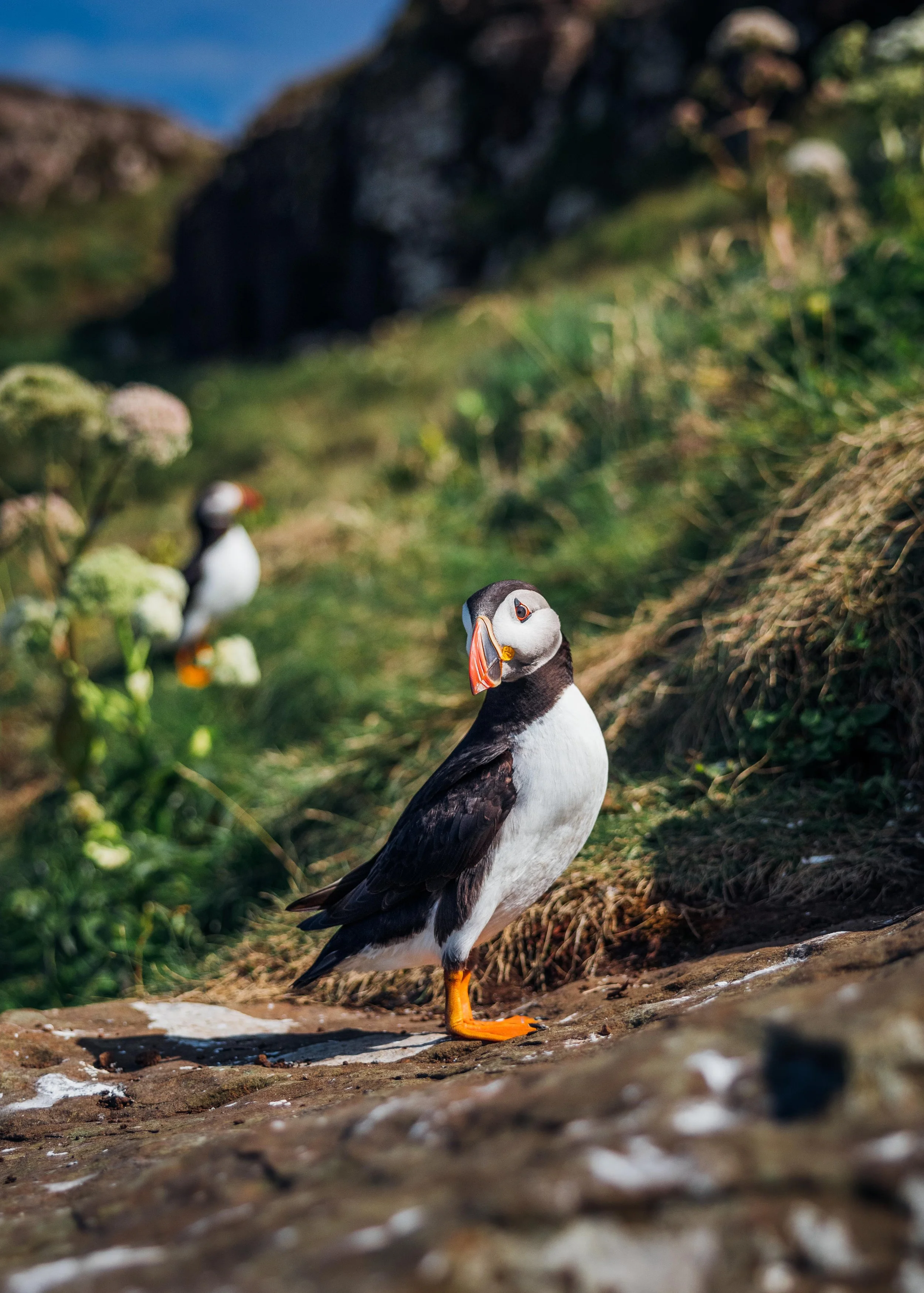 Puffins - Isle of Lunga, Scotland