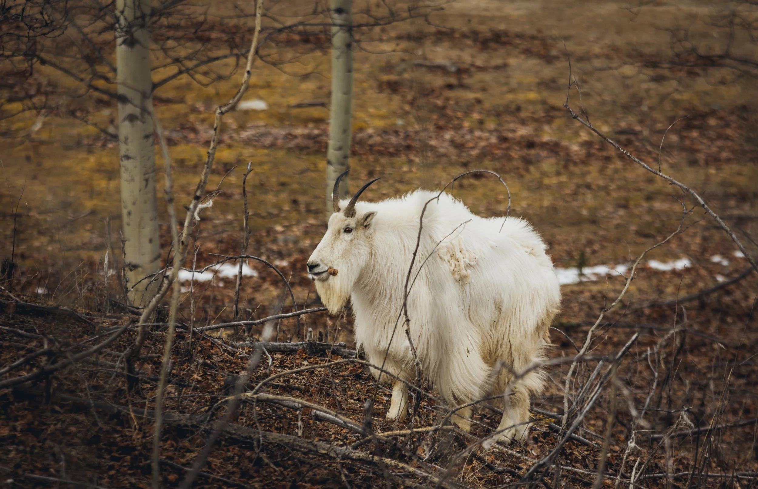 May 10 Wildlife Preserve-57.jpg