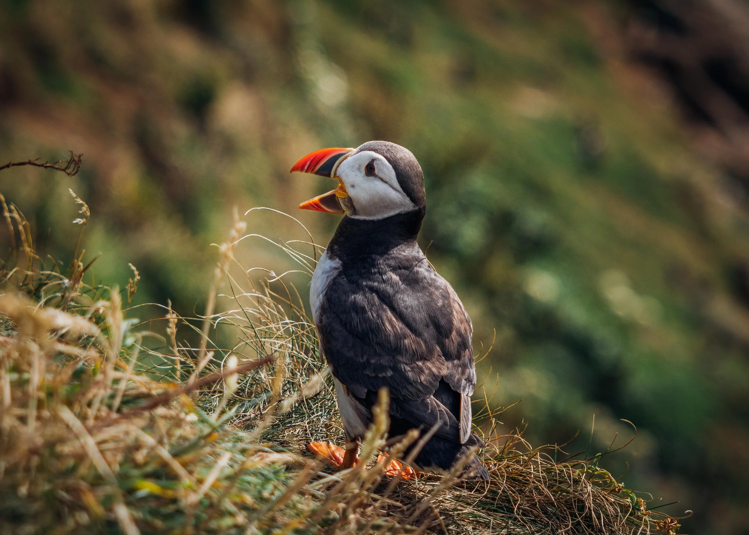 Puffins - Isle of Lunga, Scotland