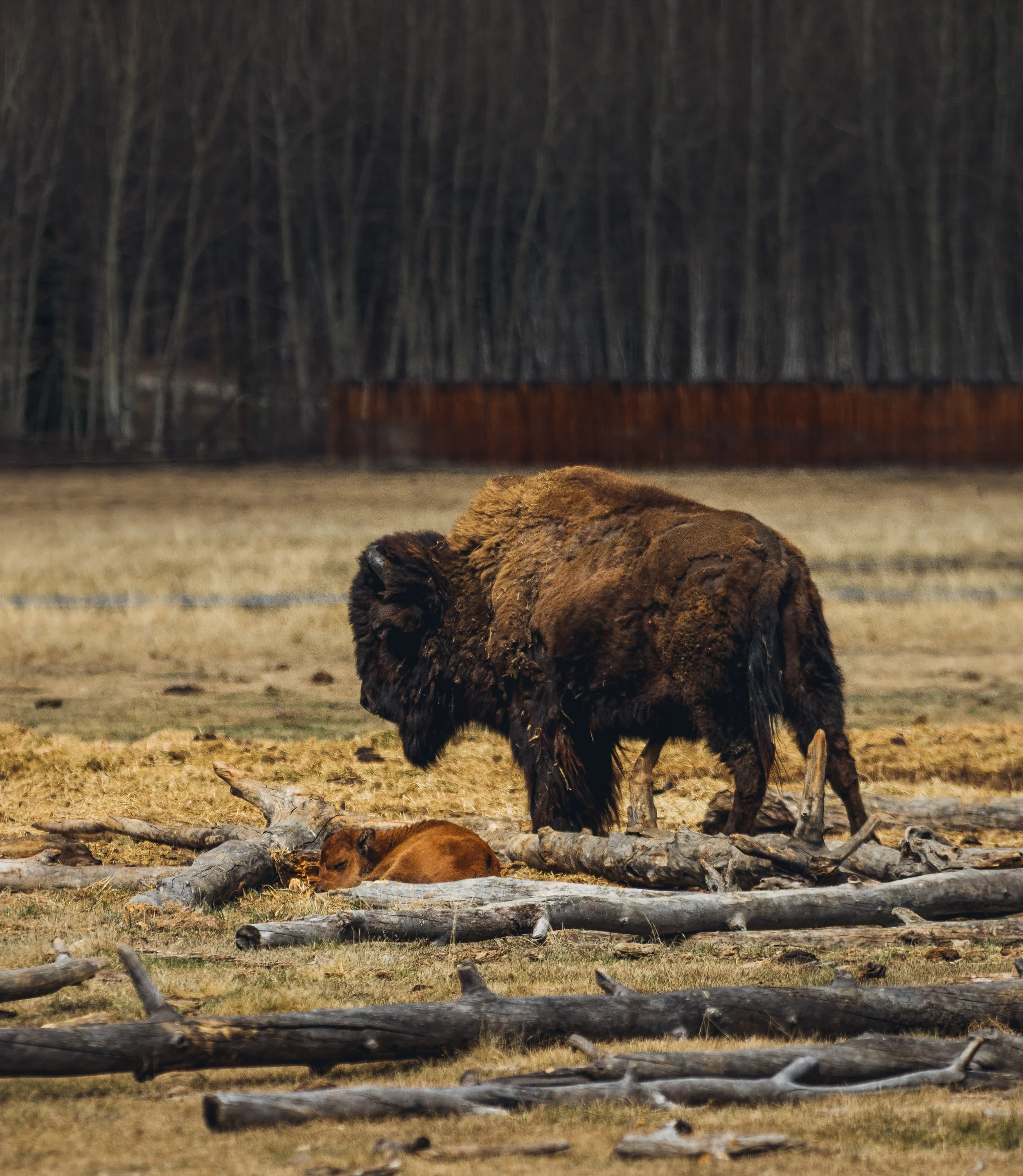 May 10 Wildlife Preserve-9.jpg