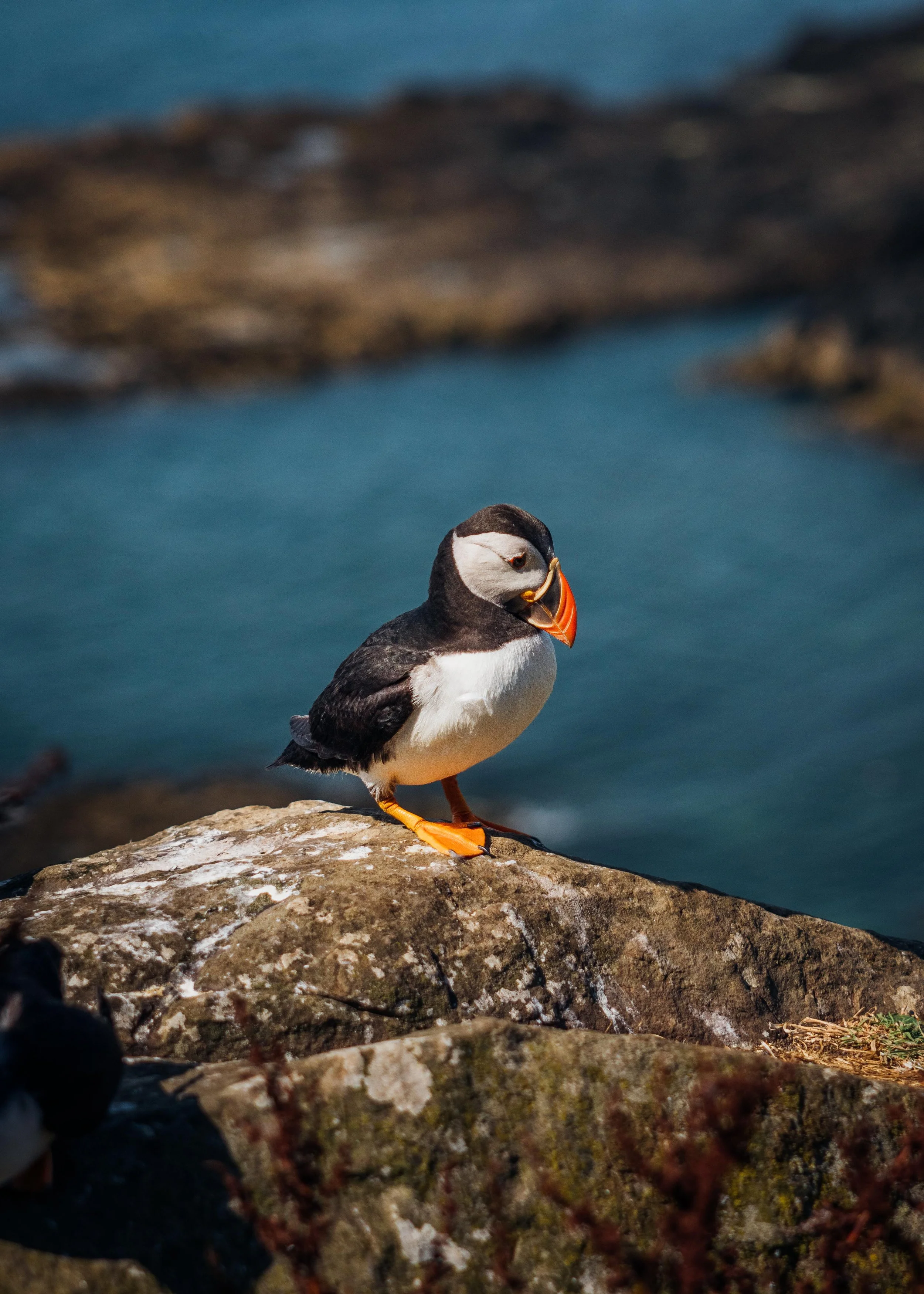Puffins - Isle of Lunga, Scotland