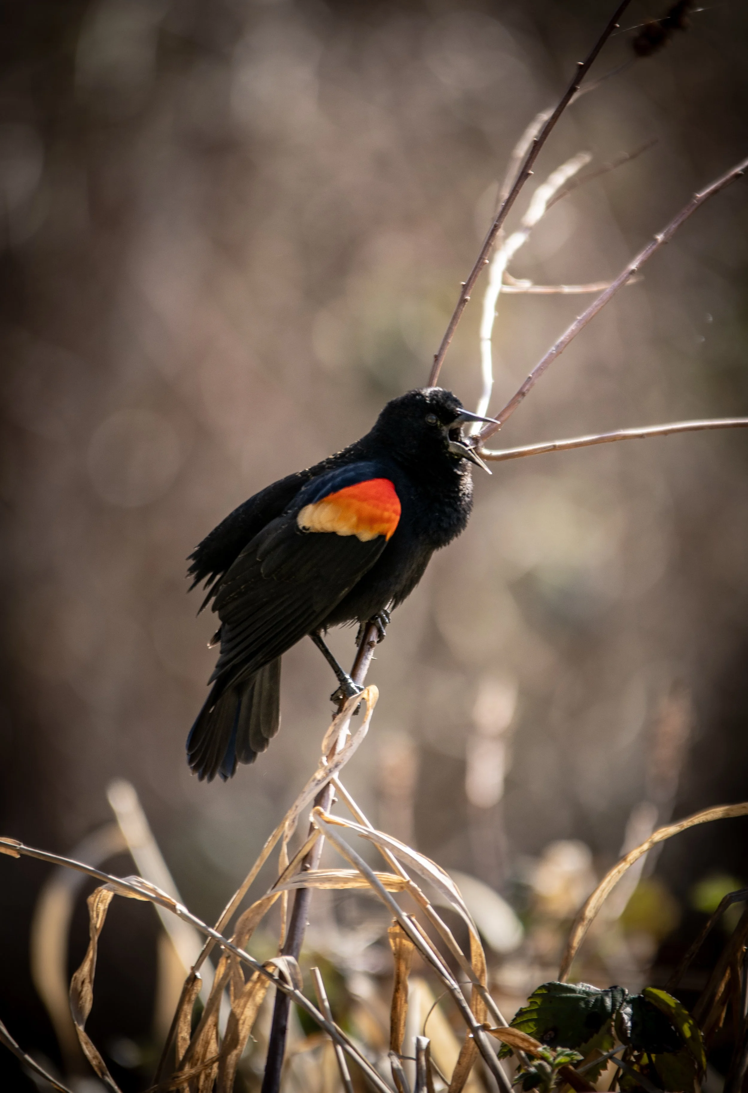 Burnaby Lake